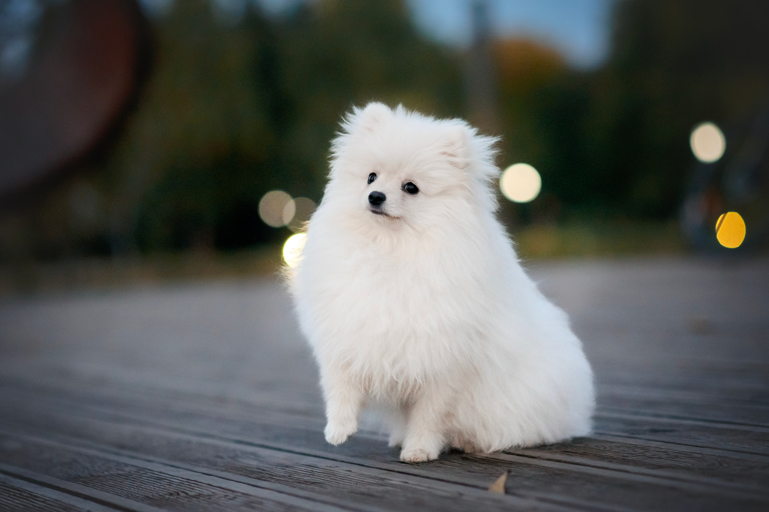 Малый немецкий шпиц — 18.09.2025. Фотограф — Анималист | Анна Абрамова