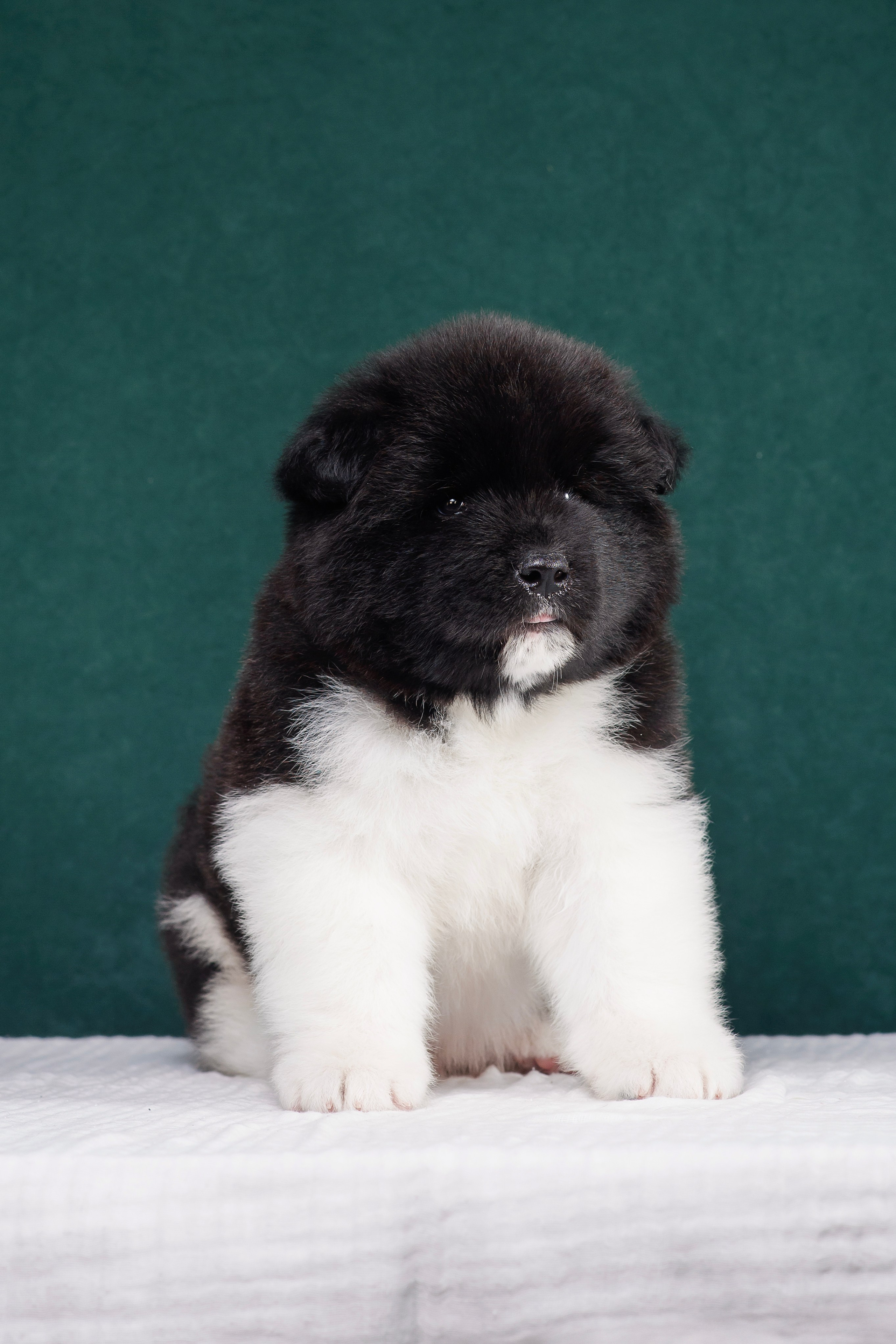 Щенки Американской Акиты. Фотограф — Анималист | Анна Абрамова