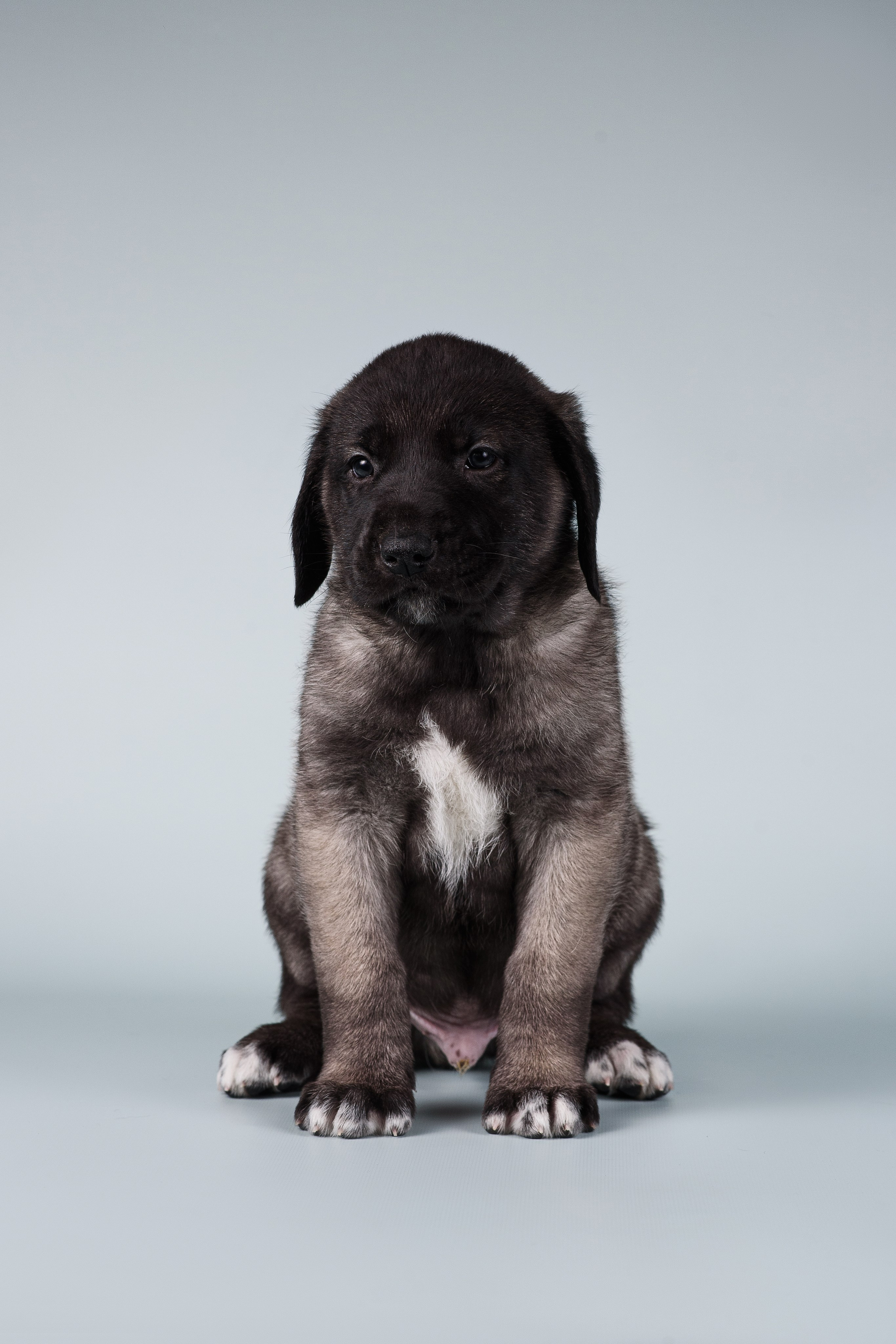 Щенки Кангальской овчарки. Фотограф — Анималист | Анна Абрамова