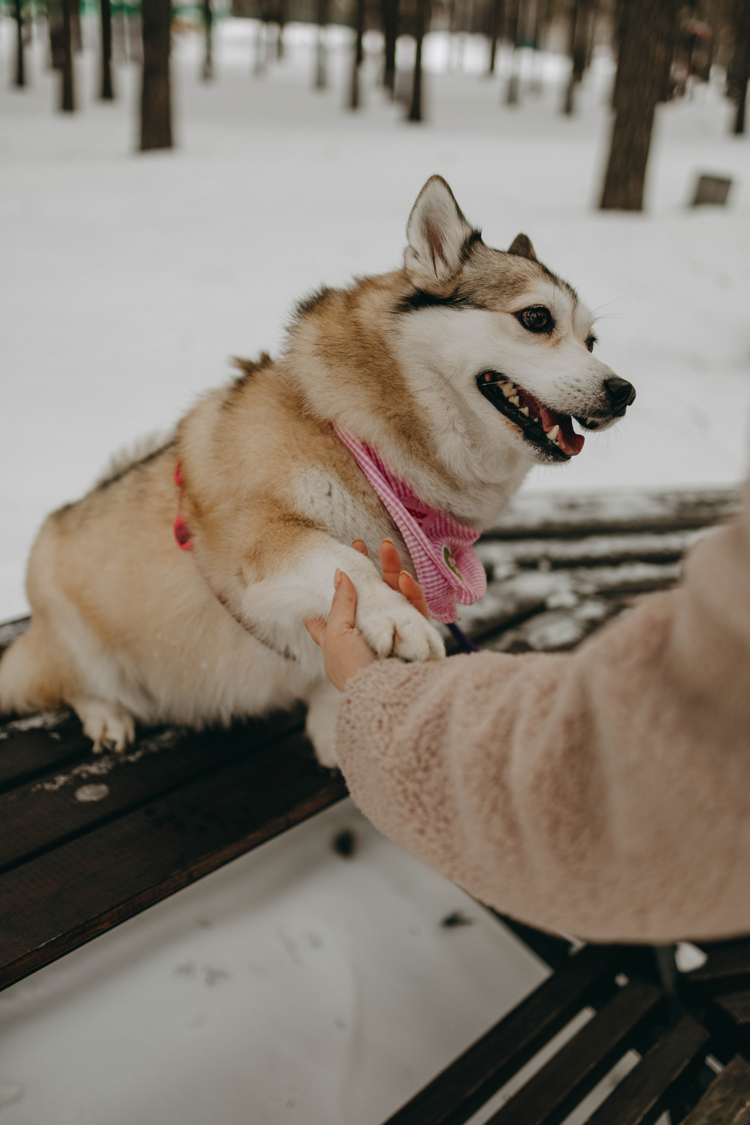 Варвара и Шелби. Фотограф-анималист в Екатеринбурге | Кристина