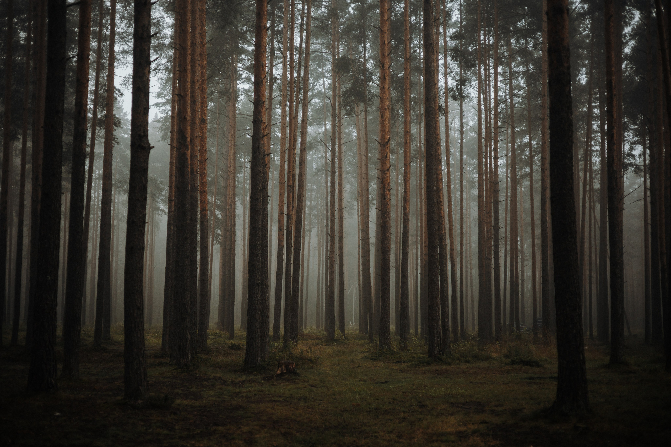 Наташа & Оззи & Йоша. Фотограф — анималист •love-story•|Санкт-Петербург