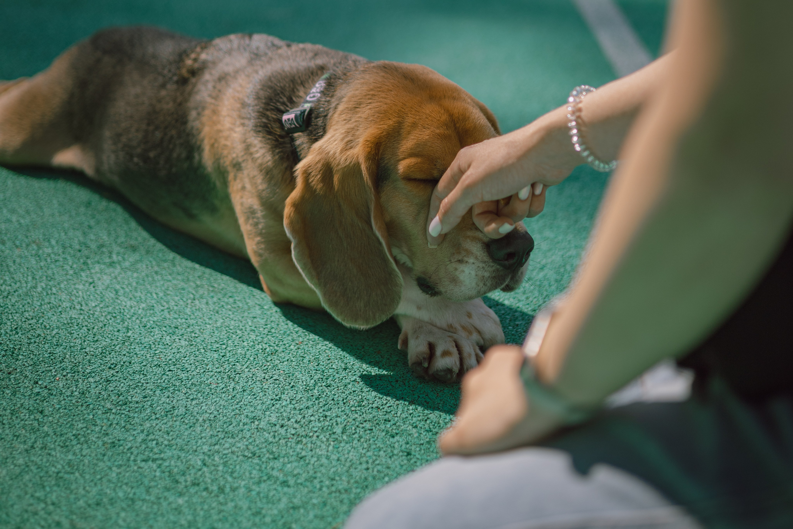 Оуджи и Катя. Фотограф — анималист •love-story•|Санкт-Петербург