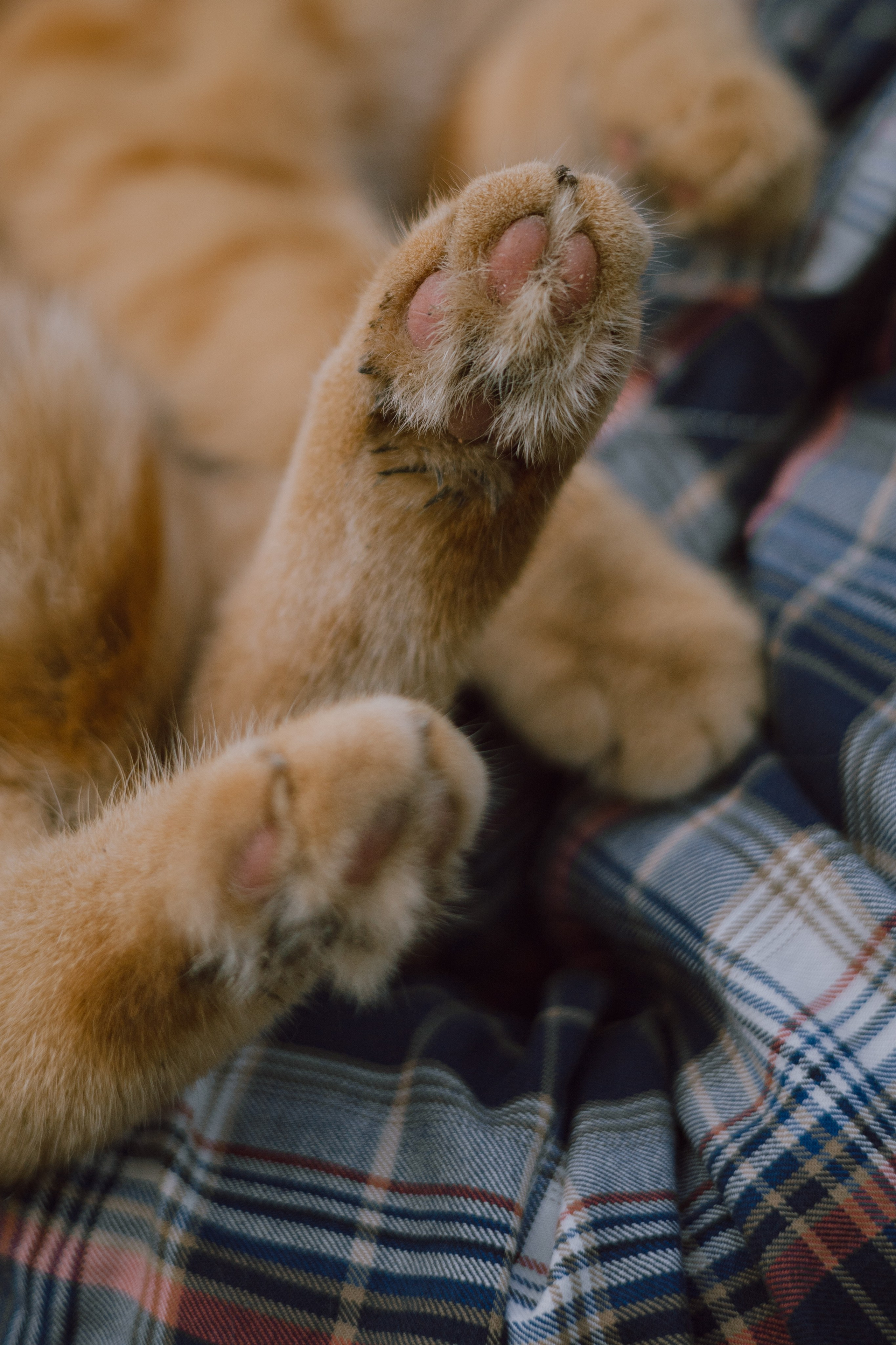 Макс и его семья. Фотограф — анималист •love-story•|Санкт-Петербург