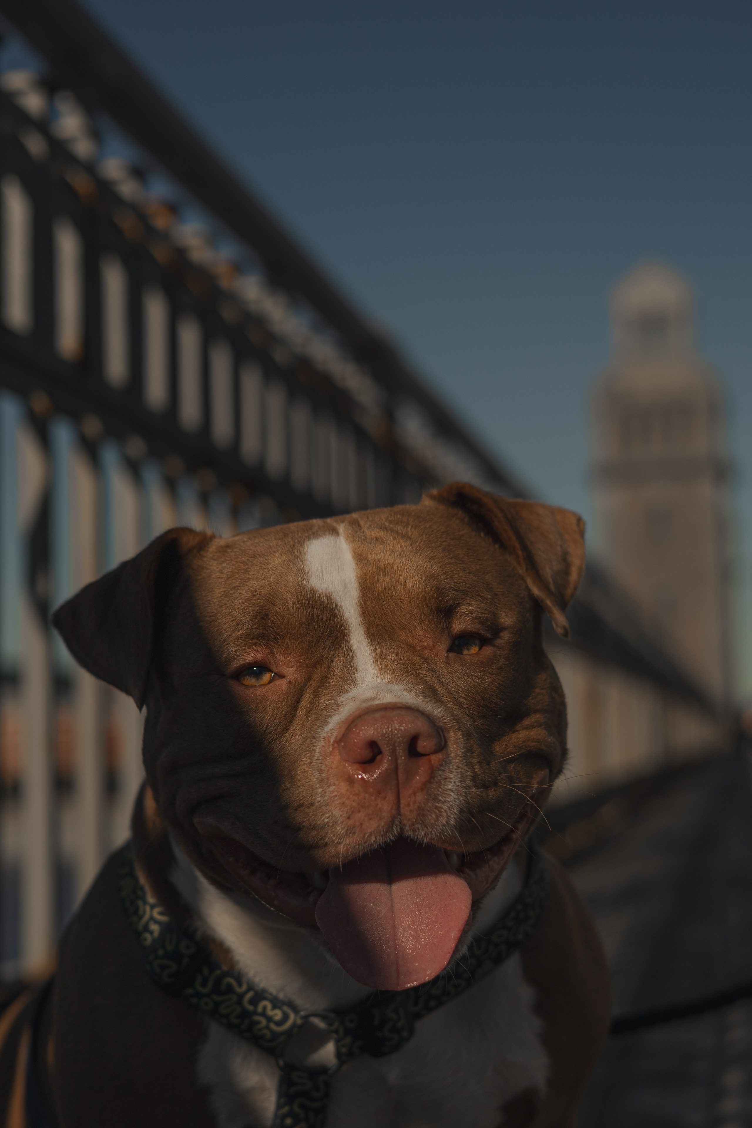 Анжела & Арес. Фотограф — анималист •love-story•|Санкт-Петербург