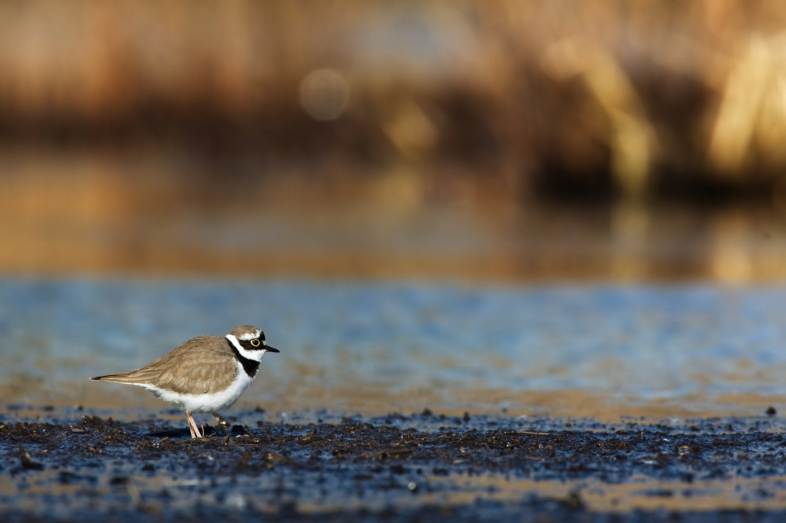 Средняя полоса России. Фотограф Владимир Медведев