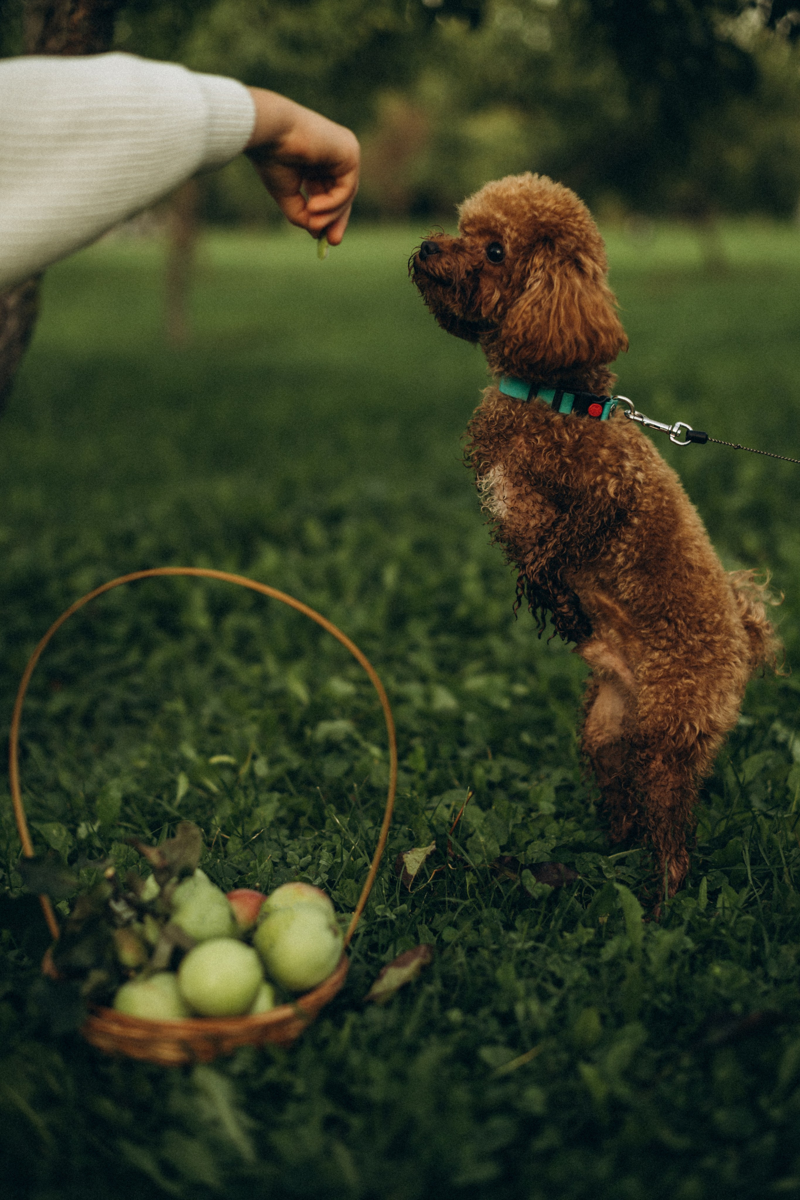 В яблоневых садах. Гаврилова Настя семейный фотограф lifestyle в Москве