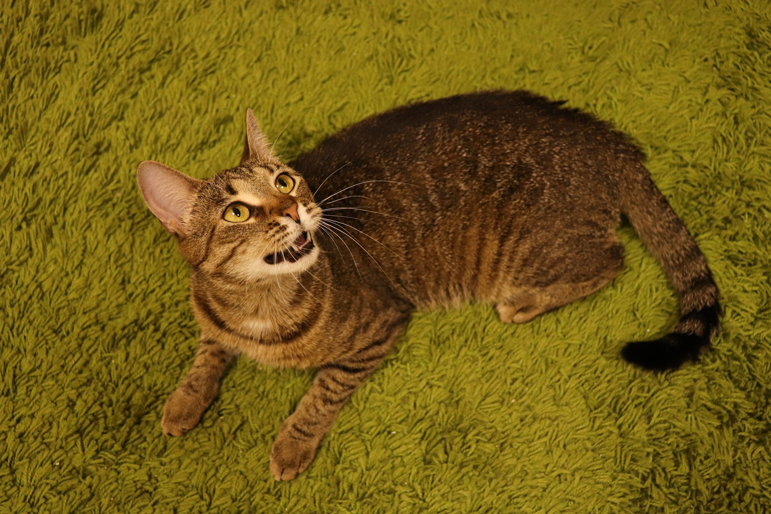 Петербургский дом кота (27 июня 2024). Ивентный фотограф в Санкт-Петербурге Олег Комков