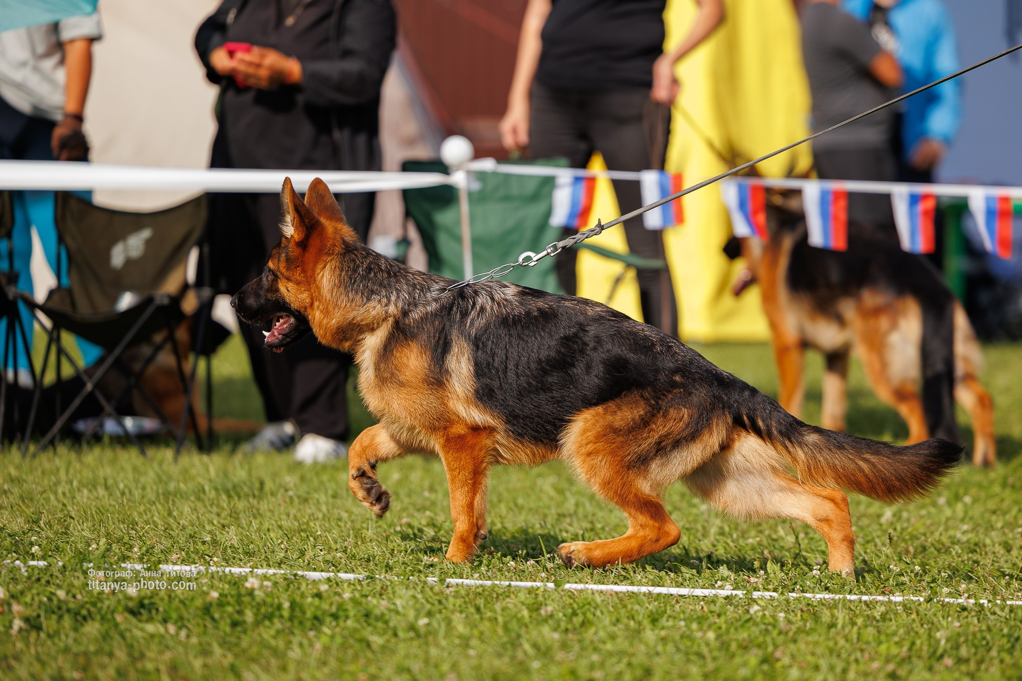 Немецкие овчарки: фото из рингов и вне ринга, мутпроба (фотографии с выставок). Фотограф собак, фотограф-анималист Аня Титова (Titanya). Москва