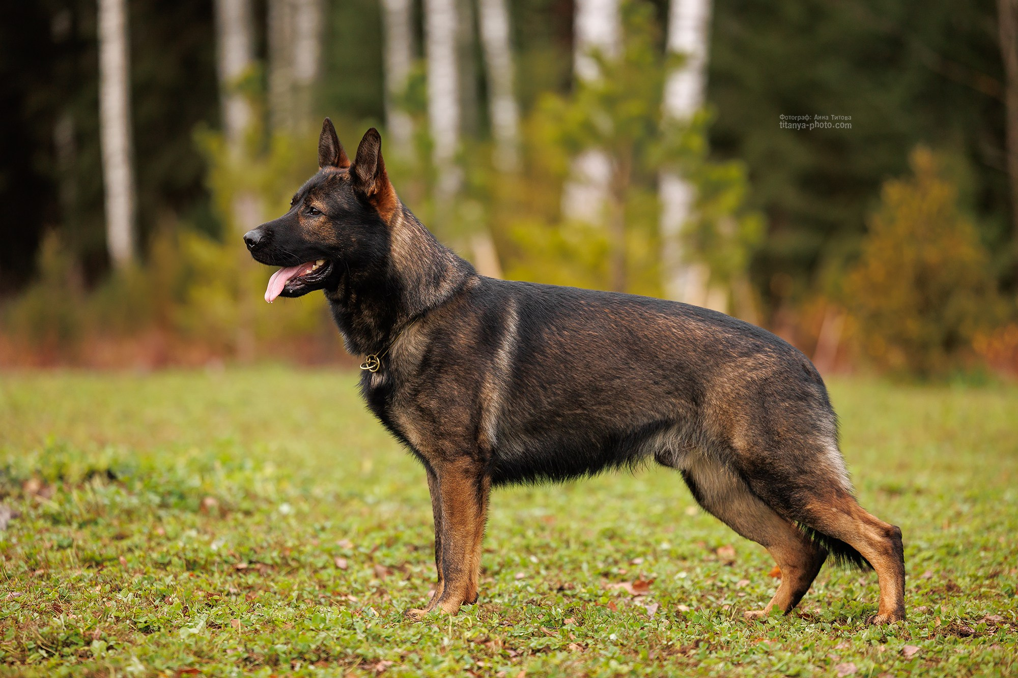 Фото немецких овчарок. Фотограф собак, фотограф-анималист Аня Титова (Titanya). Москва