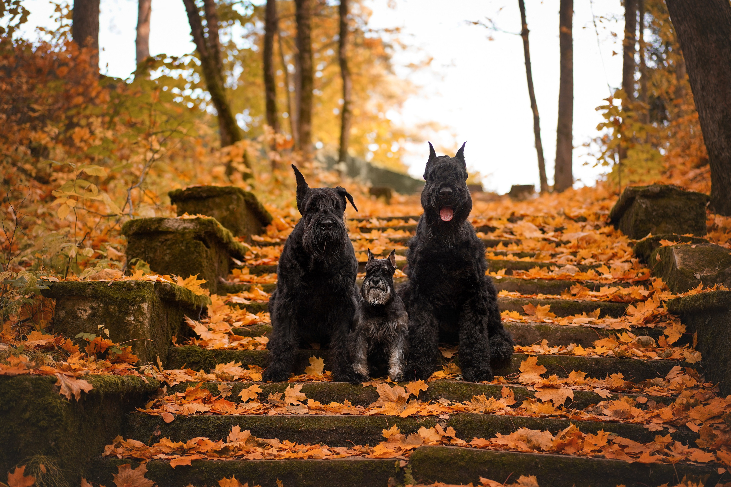 Оля Миша и шнауцеры. Фотограф-анималист в Санкт-Петербурге Яна Мартынова