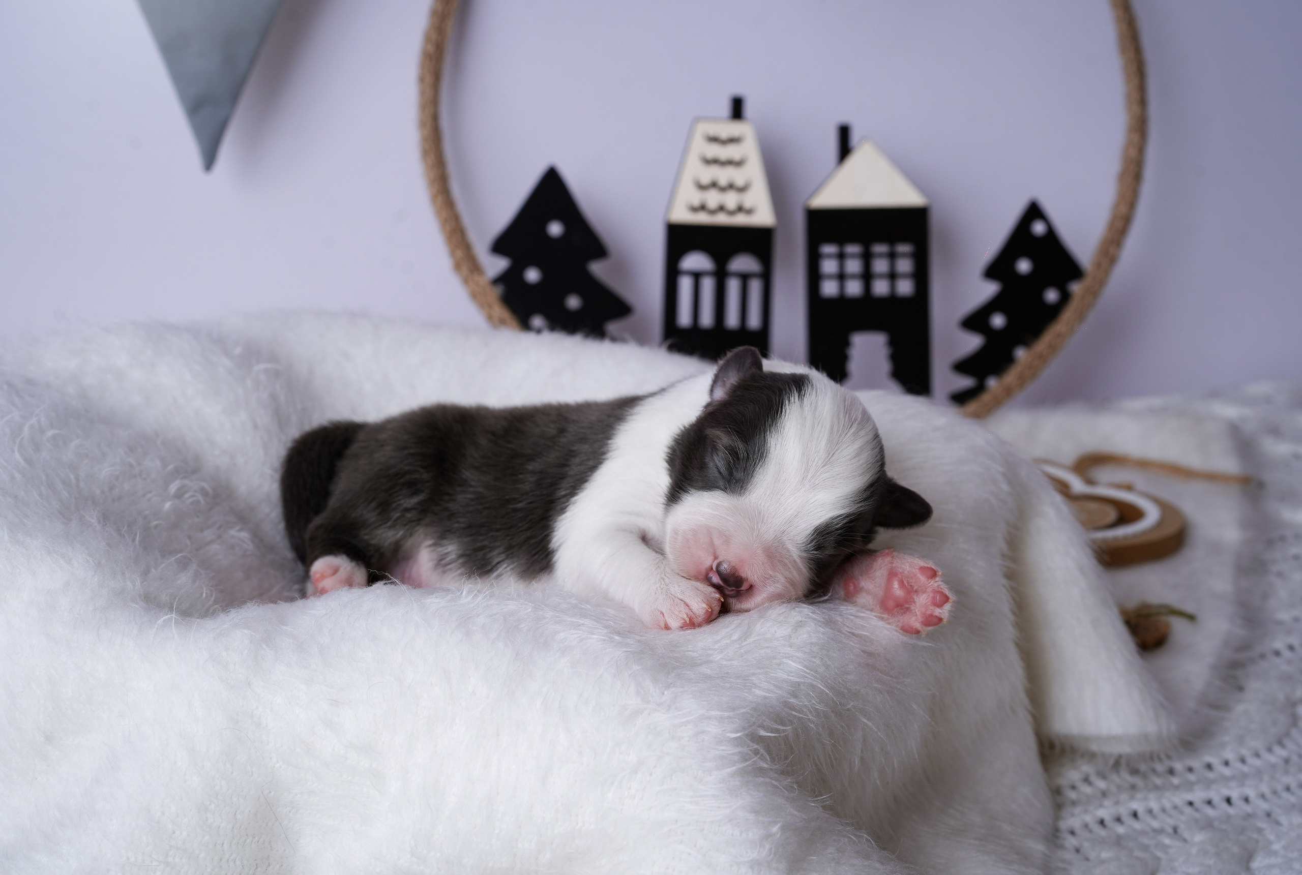 Щенки австралийской овчарки. Фотограф-анималист в Санкт-Петербурге Яна Мартынова