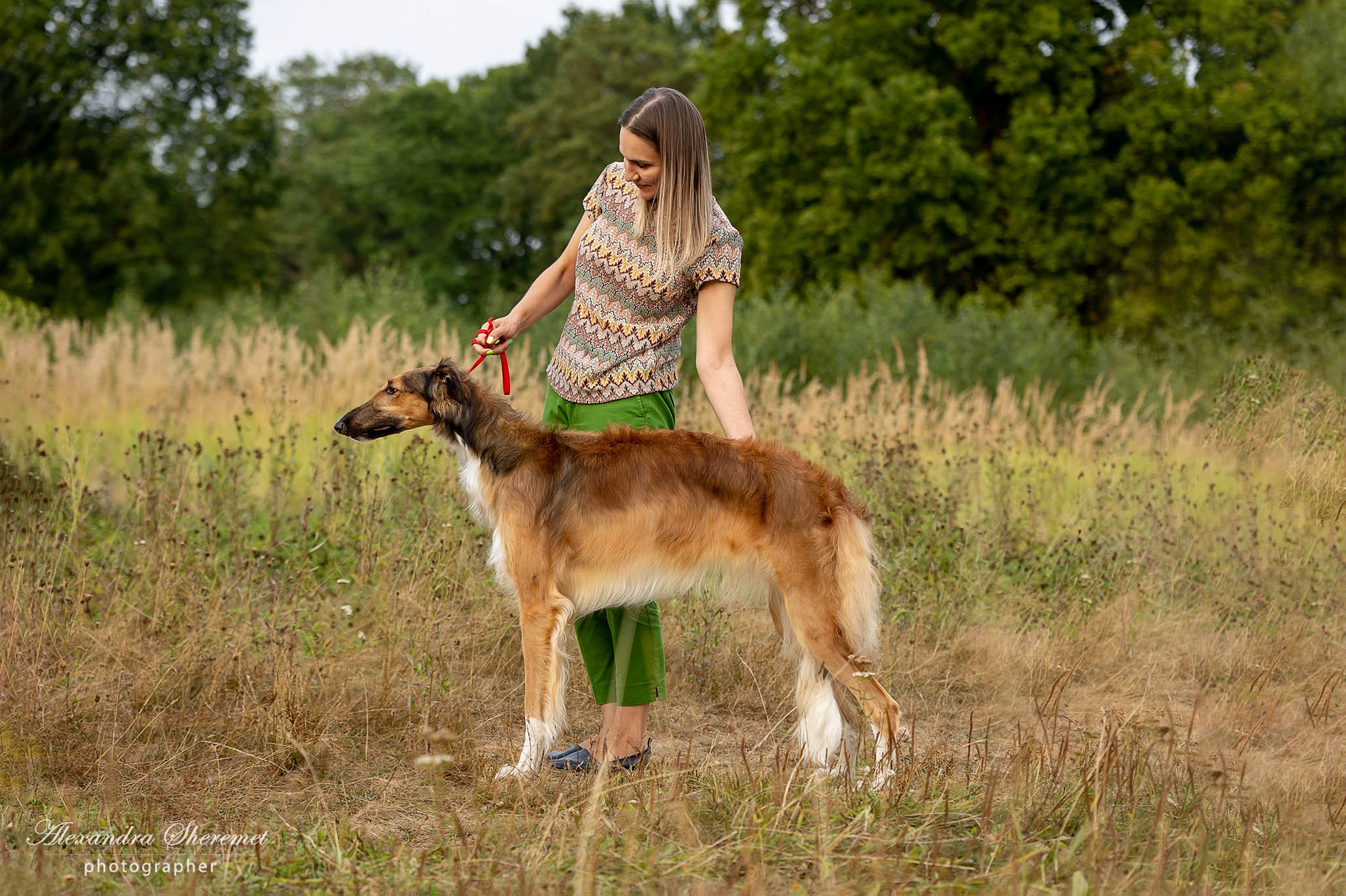 Борзые. Фотограф-анималист Александра Шеремет