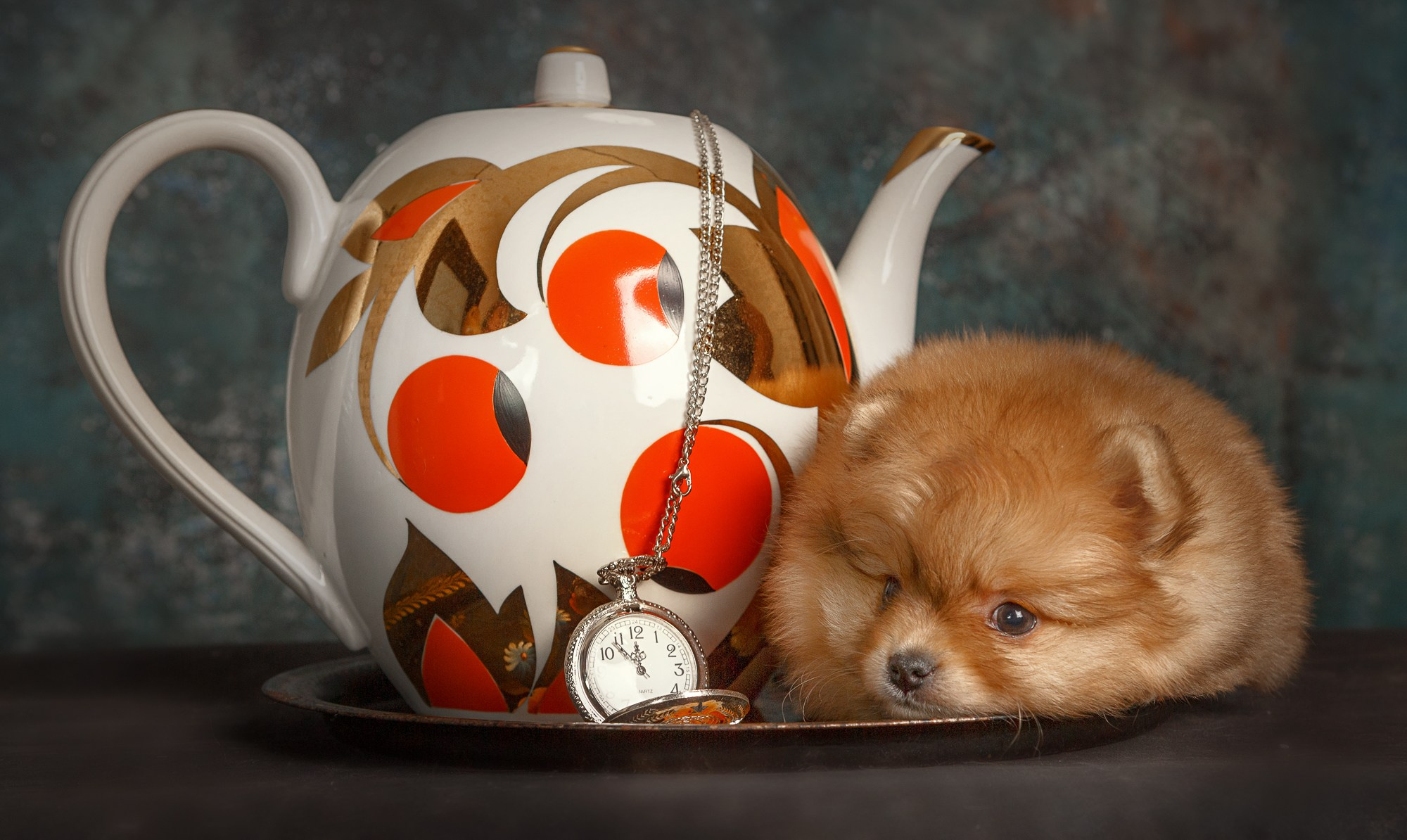 Портфолио. Студия груминга Валерии Кравец