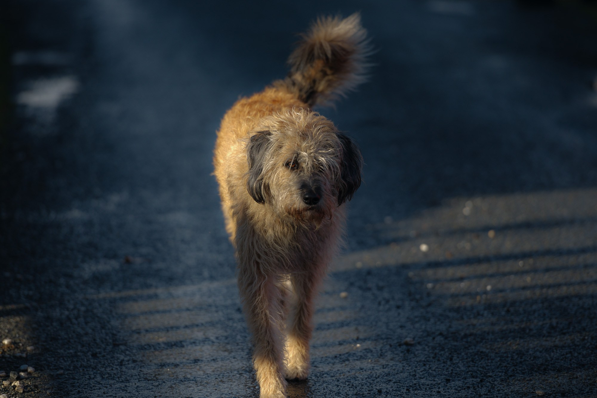 Каталонская овчарка (Catalan Sheepdog) с лохматой рыжей шерстью и темными ушами, идущая по темной асфальтированной дороге