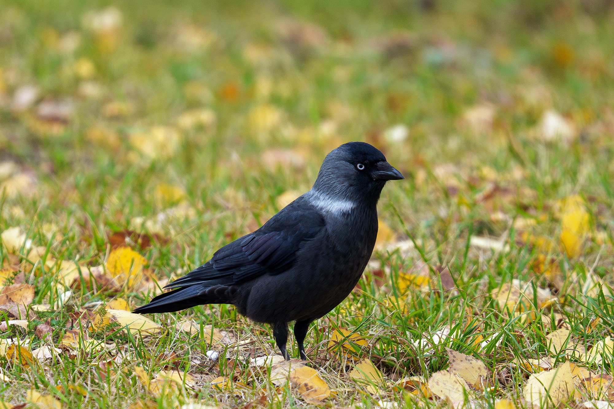 Удивительные мир птиц. Вокруг нас столько прекрасного — присмотритесь!. Ваш личный фотограф Марина Волкова