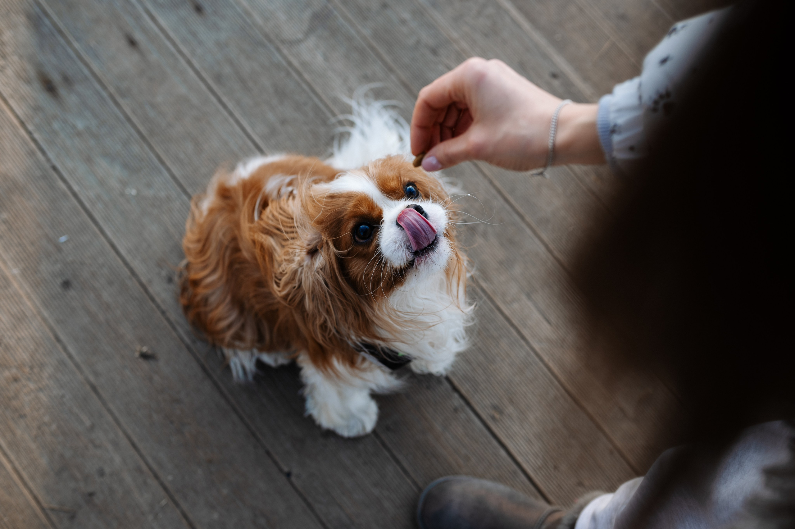 Лена и Арчи. Фотограф анималист в Москве Ольга Агушева