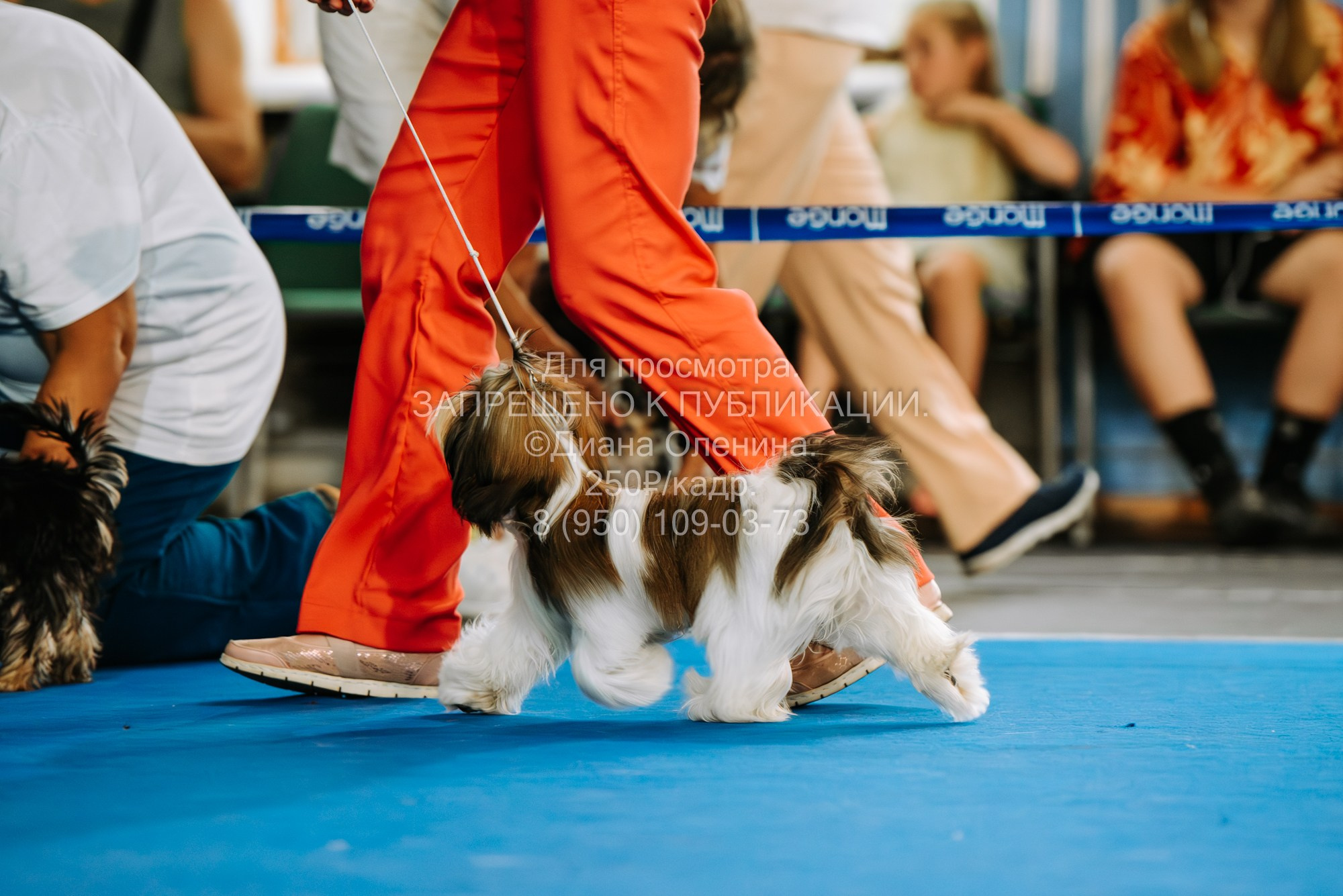 Национальная выставка собак всех пород ранга САС-IKU «Кубок Красноярск. Фотограф Диана Оленина Красноярск / Братск