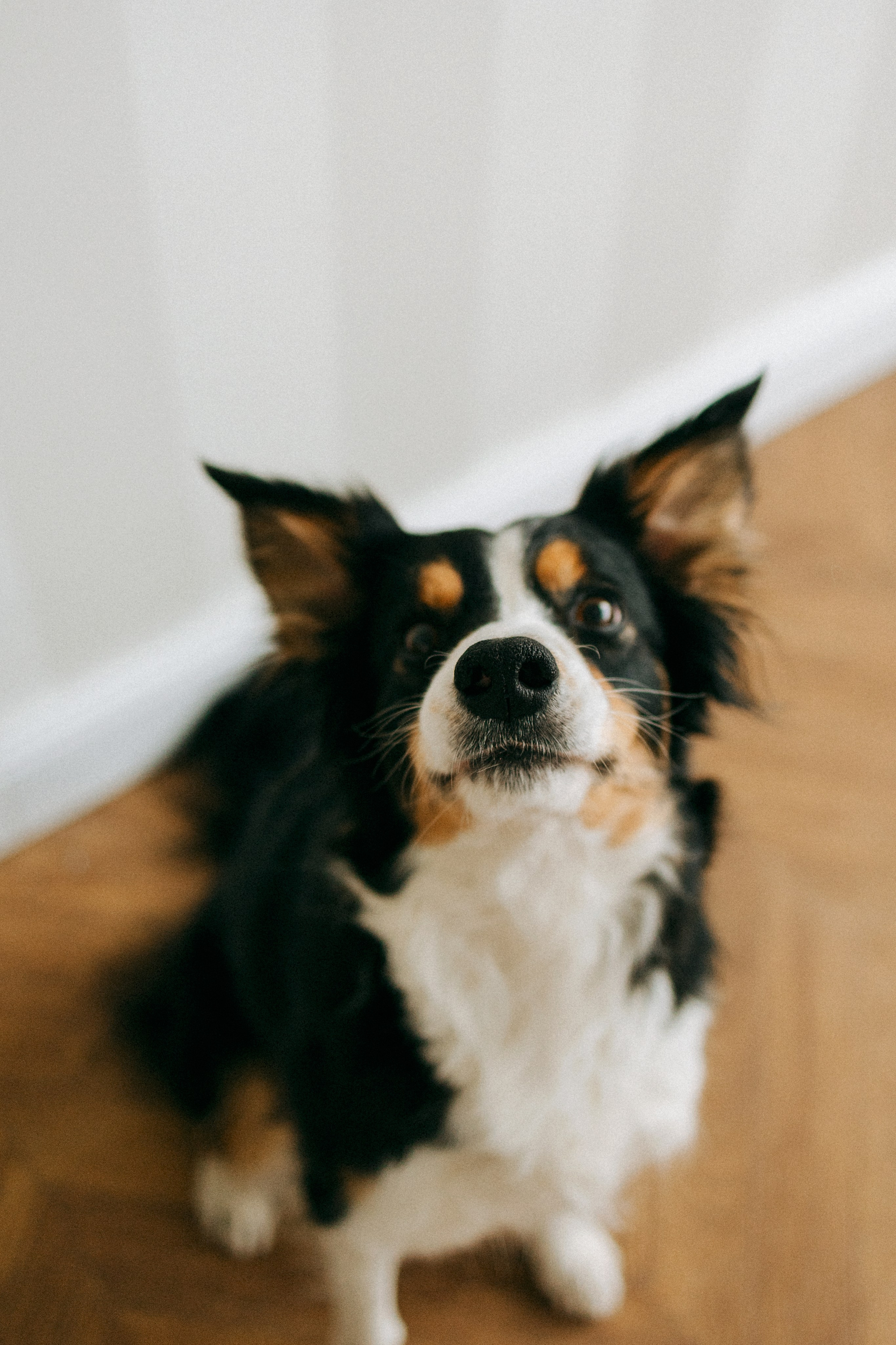 Цунами, Теон и Женя. Фотограф анималист Анастасия Пикей