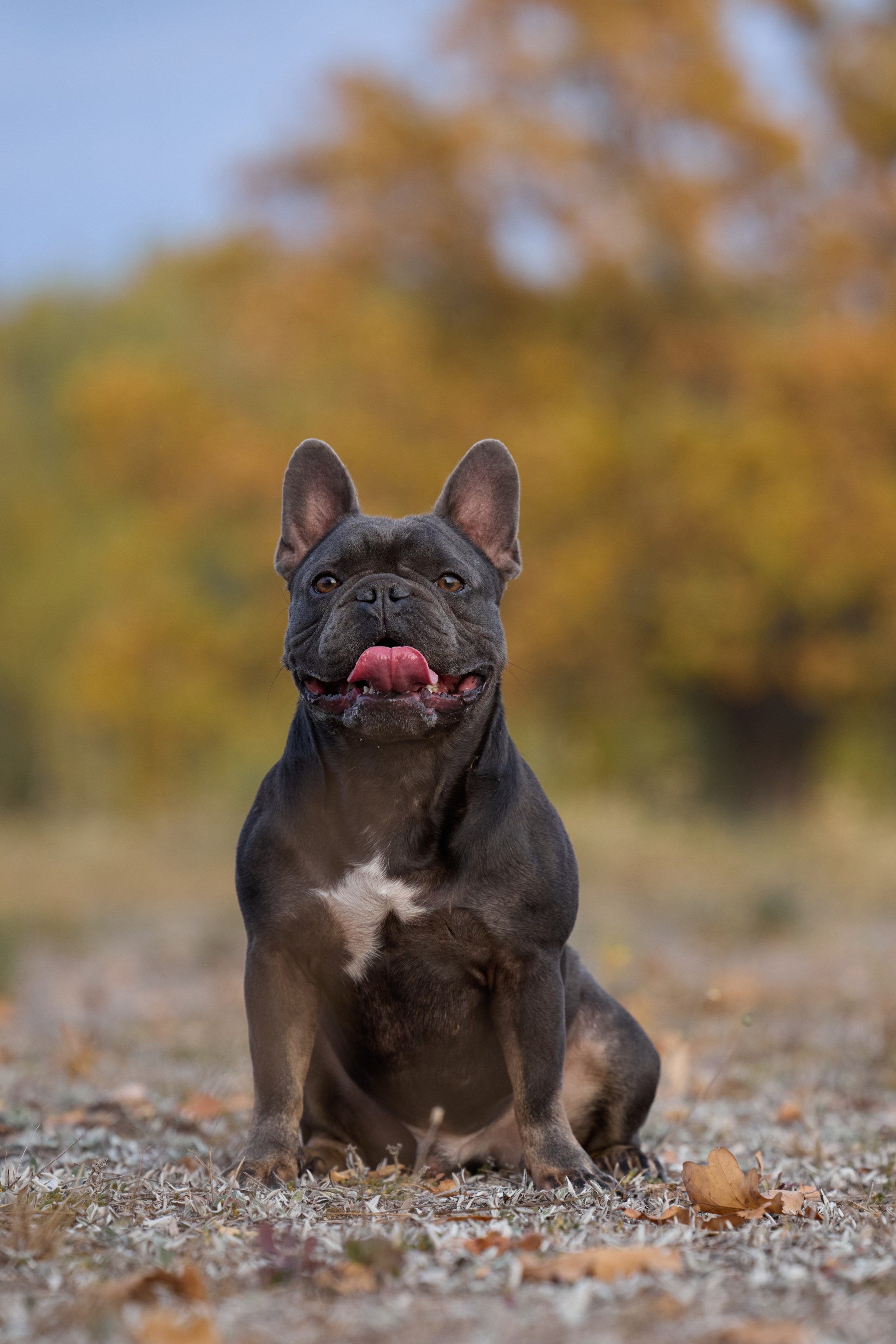 Семейная история. Фотограф анималист в Казани Алина Сулейманова. Фотограф животных