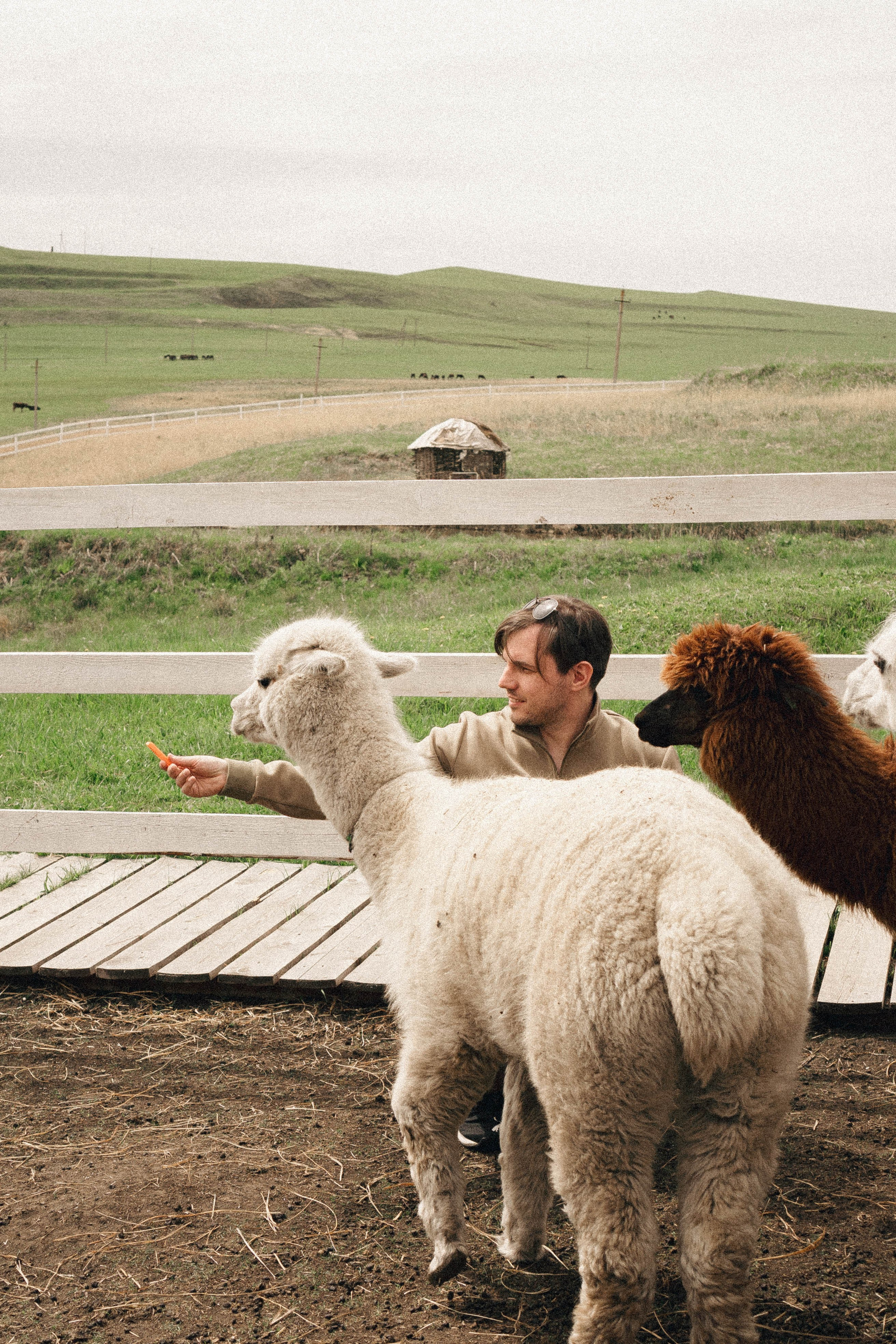 Ферма Альпак. Профессиональный фотограф, Санкт-Петербург — Виктория Богомолова