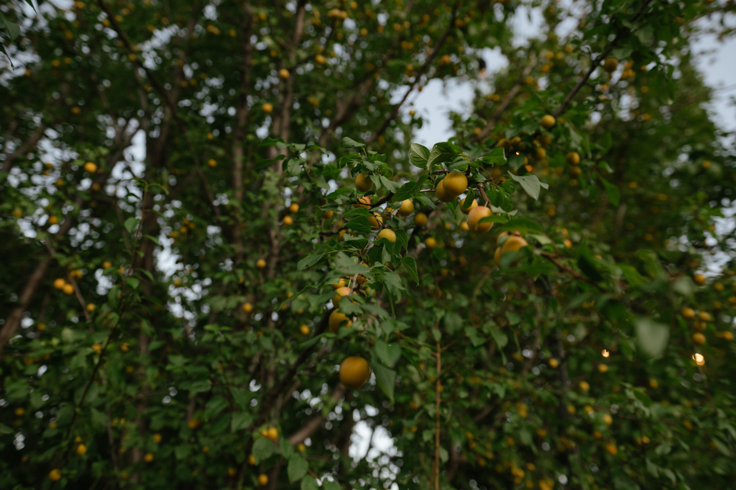 Давай проживём вместе самую потрясающую жизнь?. Светлана Варфоломеева, женский и свадебный фотограф в Саратове