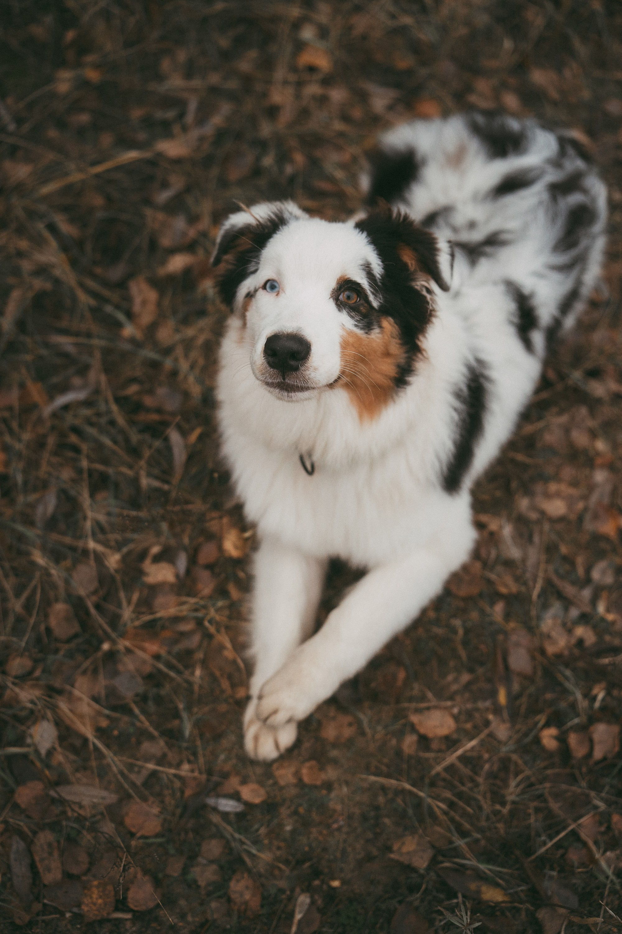 Лиза и Бублик. Фотограф анималист в Москве и Санкт-Петербурге Свиридова Анна