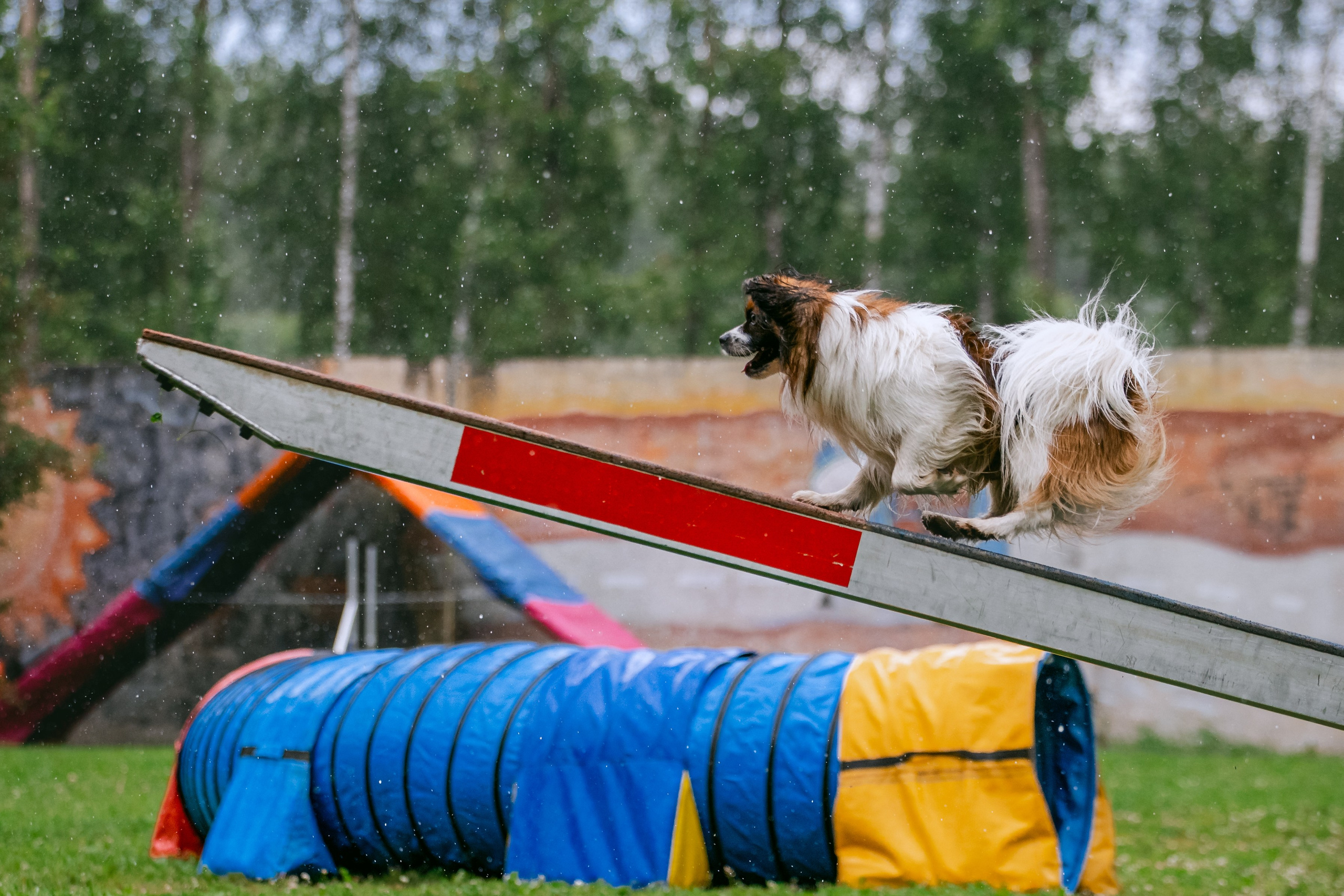 Соревнования по аджилити Долгопрудный 30.06.2025. Фотограф-анималист Татьяна Степанова