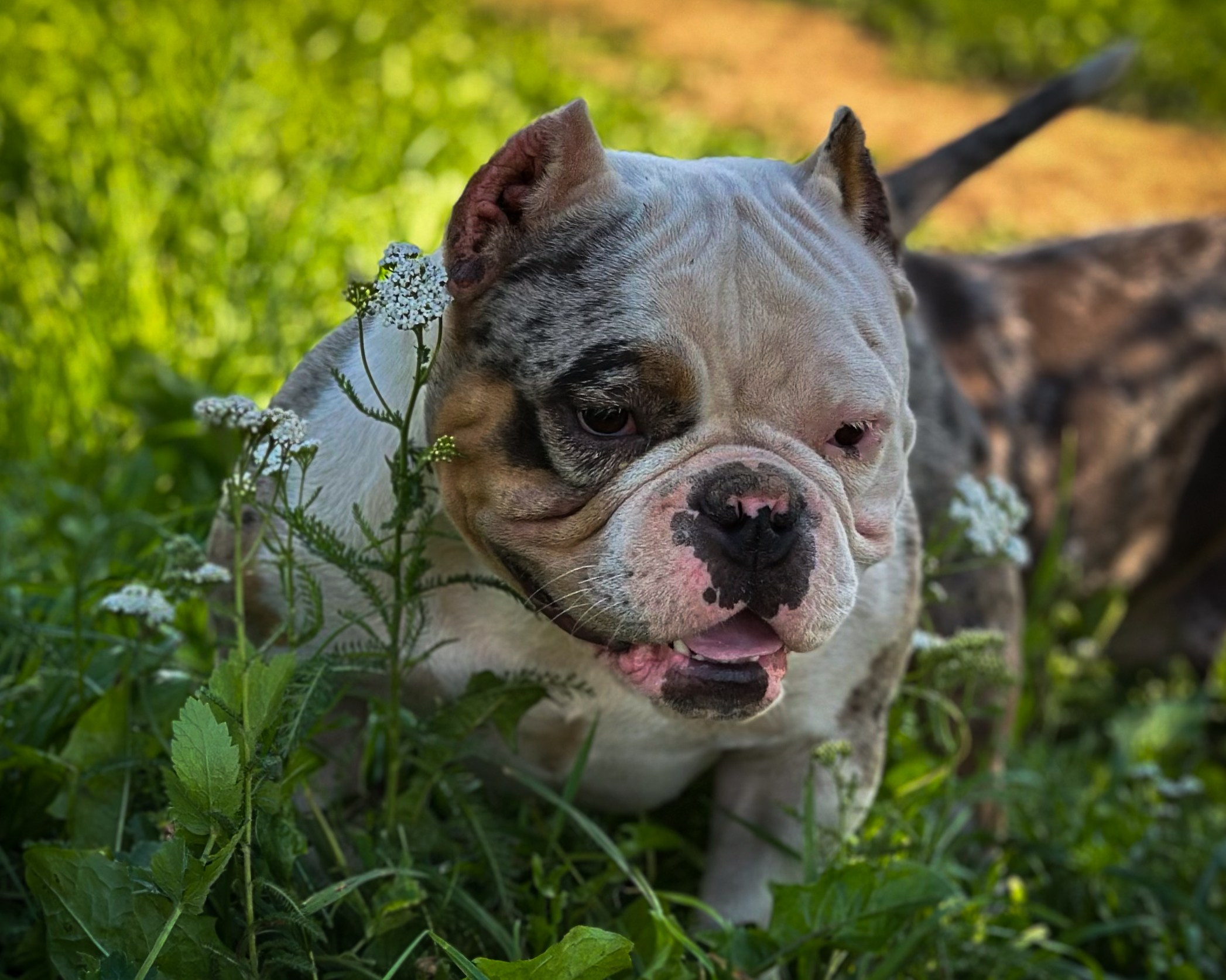 Saint-P Bully's Dynasty. Питомник американских булли Bounty Pride Bully