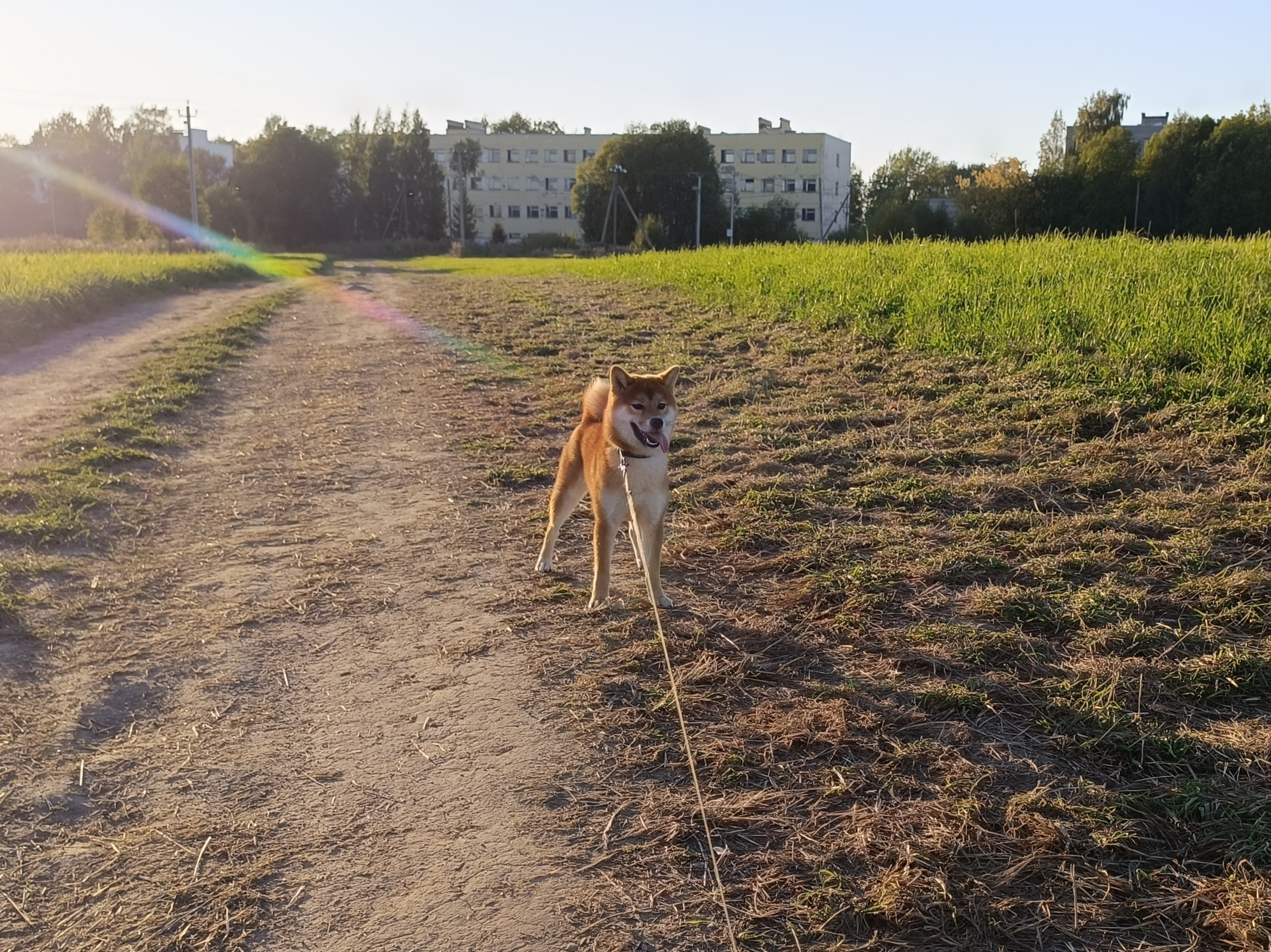 Сиба Rubylight Ellis питомник Рубилайт