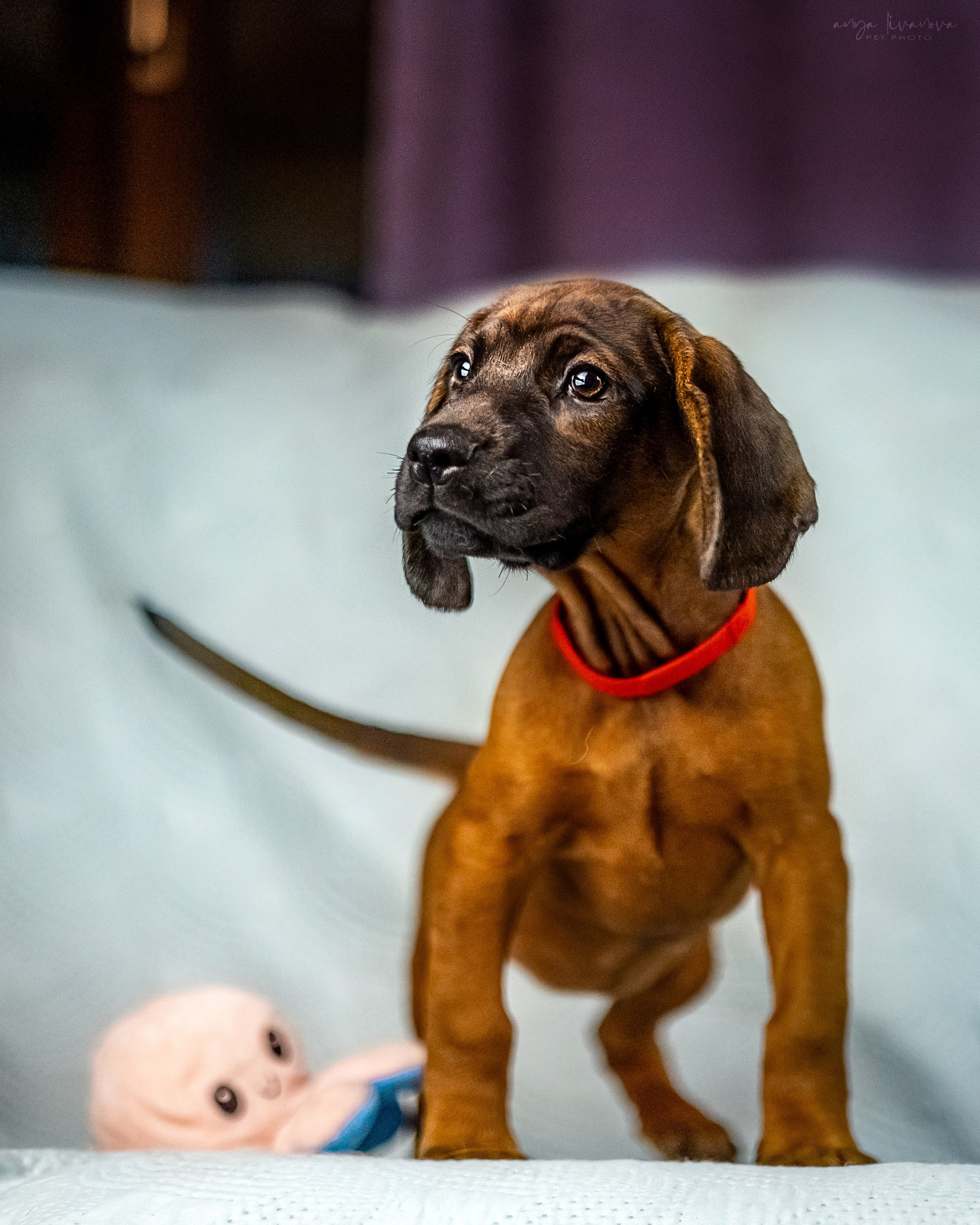 Баварцы. Фотограф анималист Аня Ливанова | Рыбинск