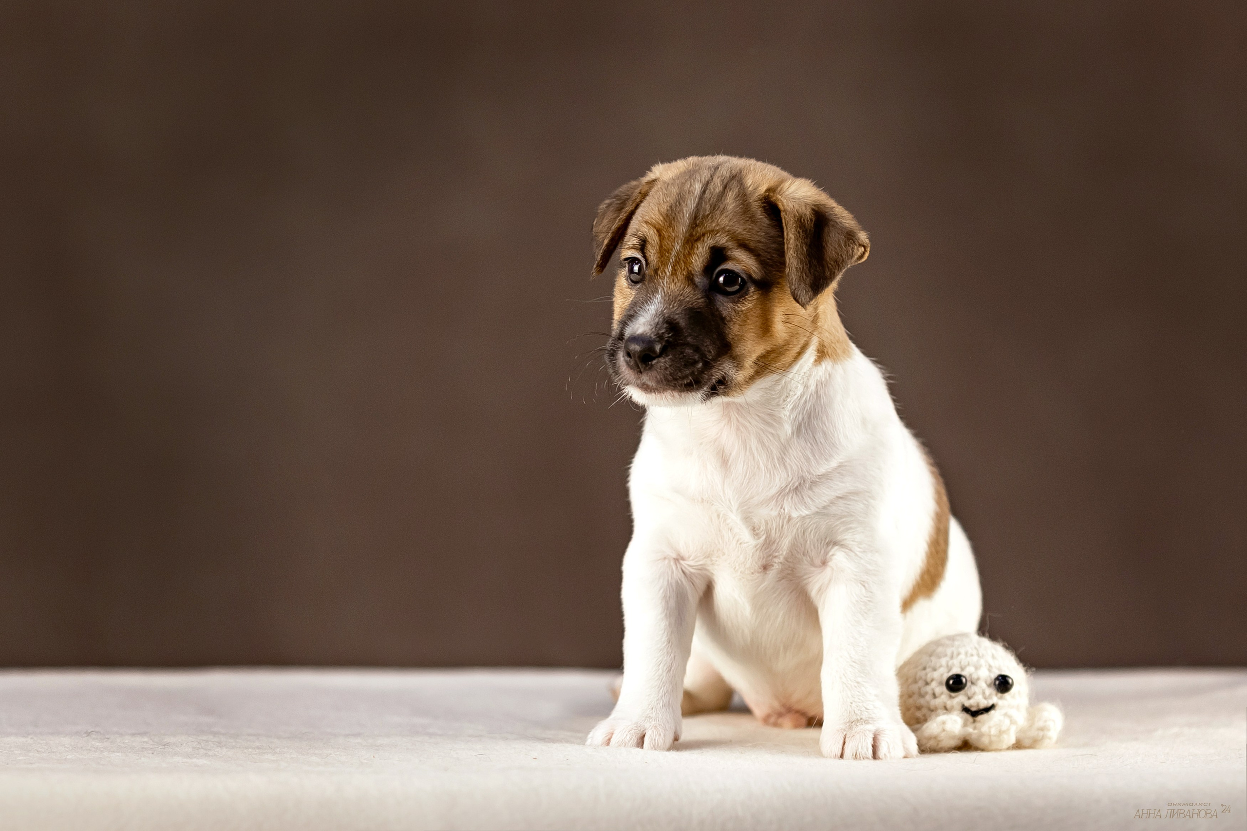 Джек расселы. Фотограф анималист Аня Ливанова | Рыбинск