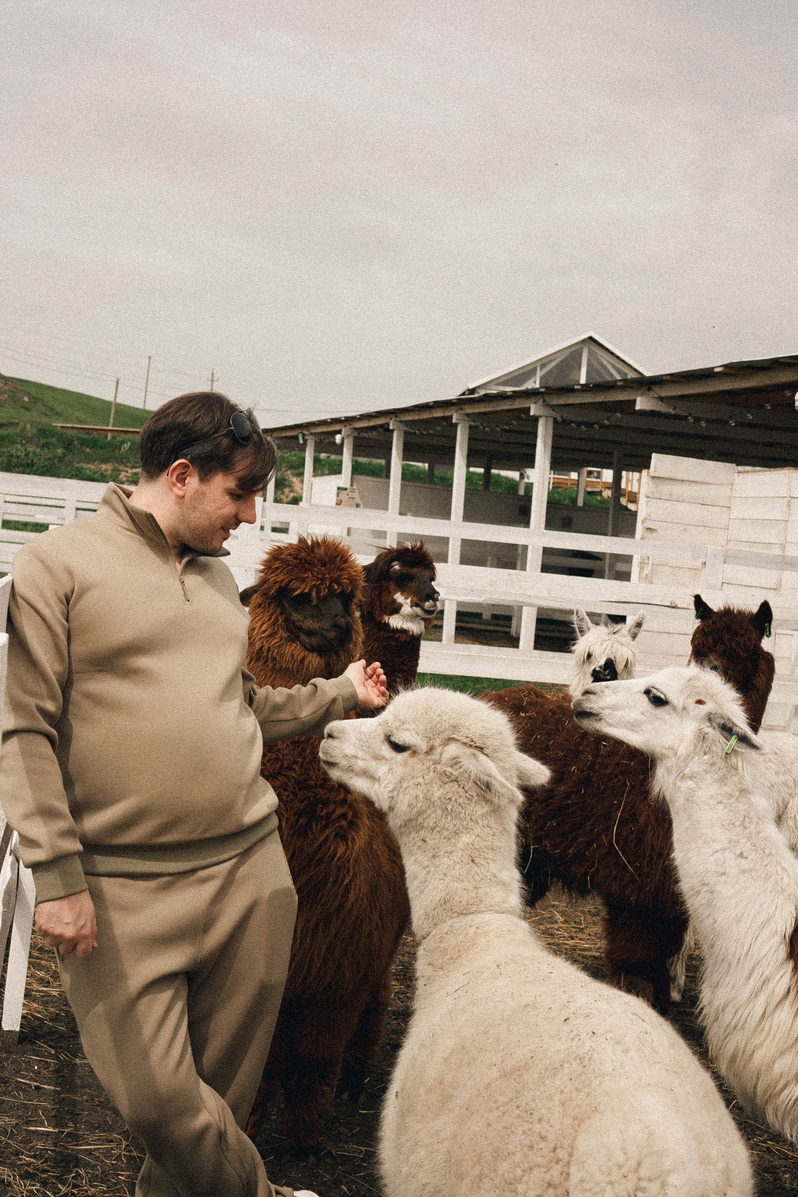 Ферма Альпак. Профессиональный фотограф, Санкт-Петербург — Виктория Богомолова