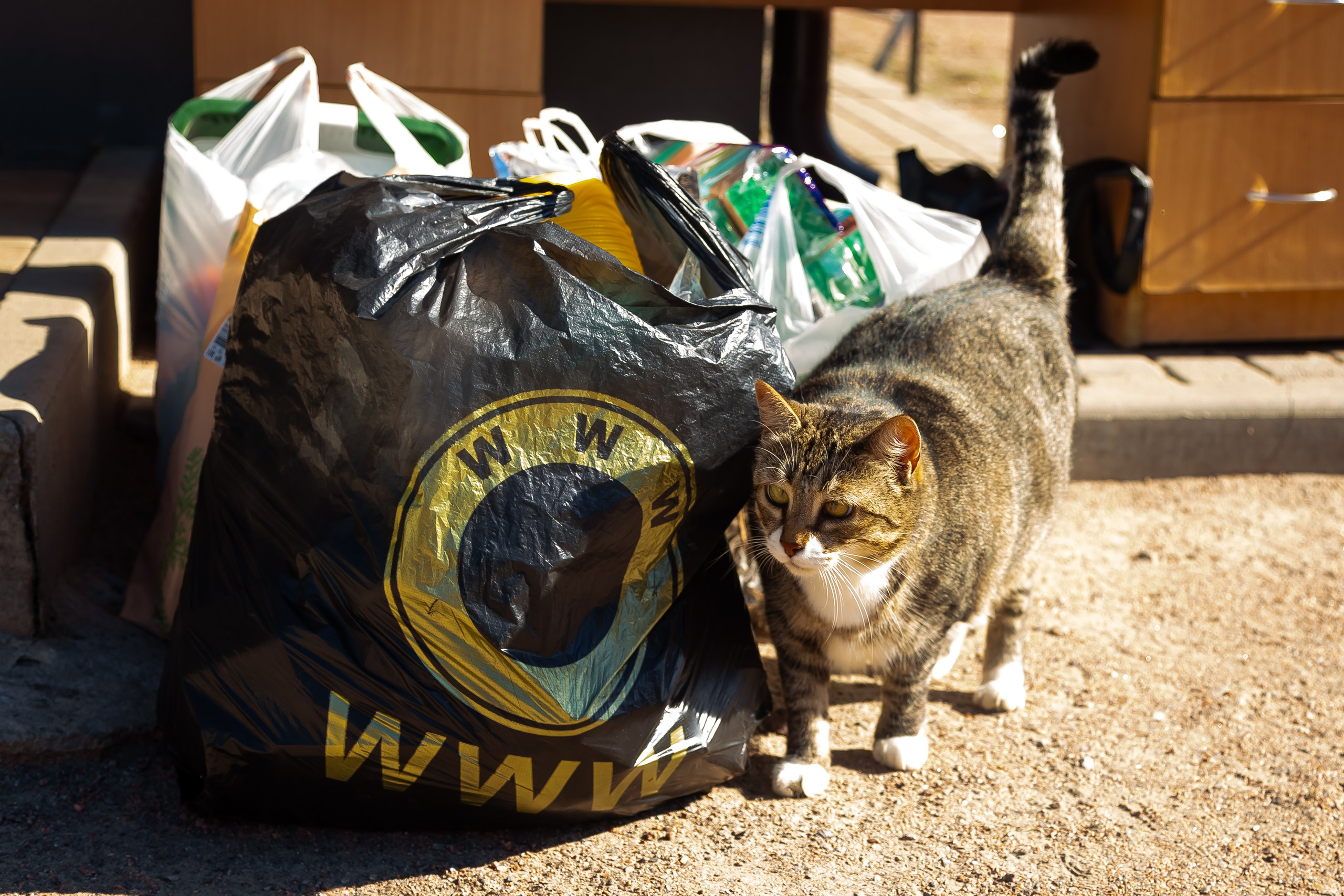 Petshop Забота. Фотограф в Санкт-Петербурге Чумаков Семен