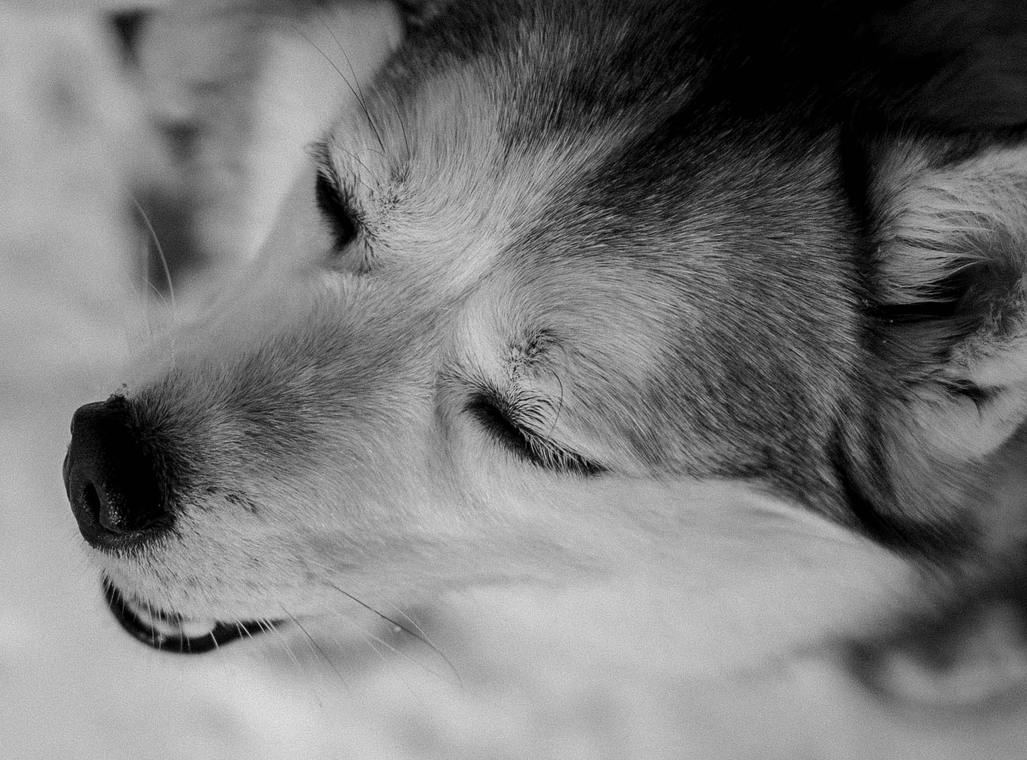 Варвара и Шелби. Фотограф-анималист в Екатеринбурге | Кристина