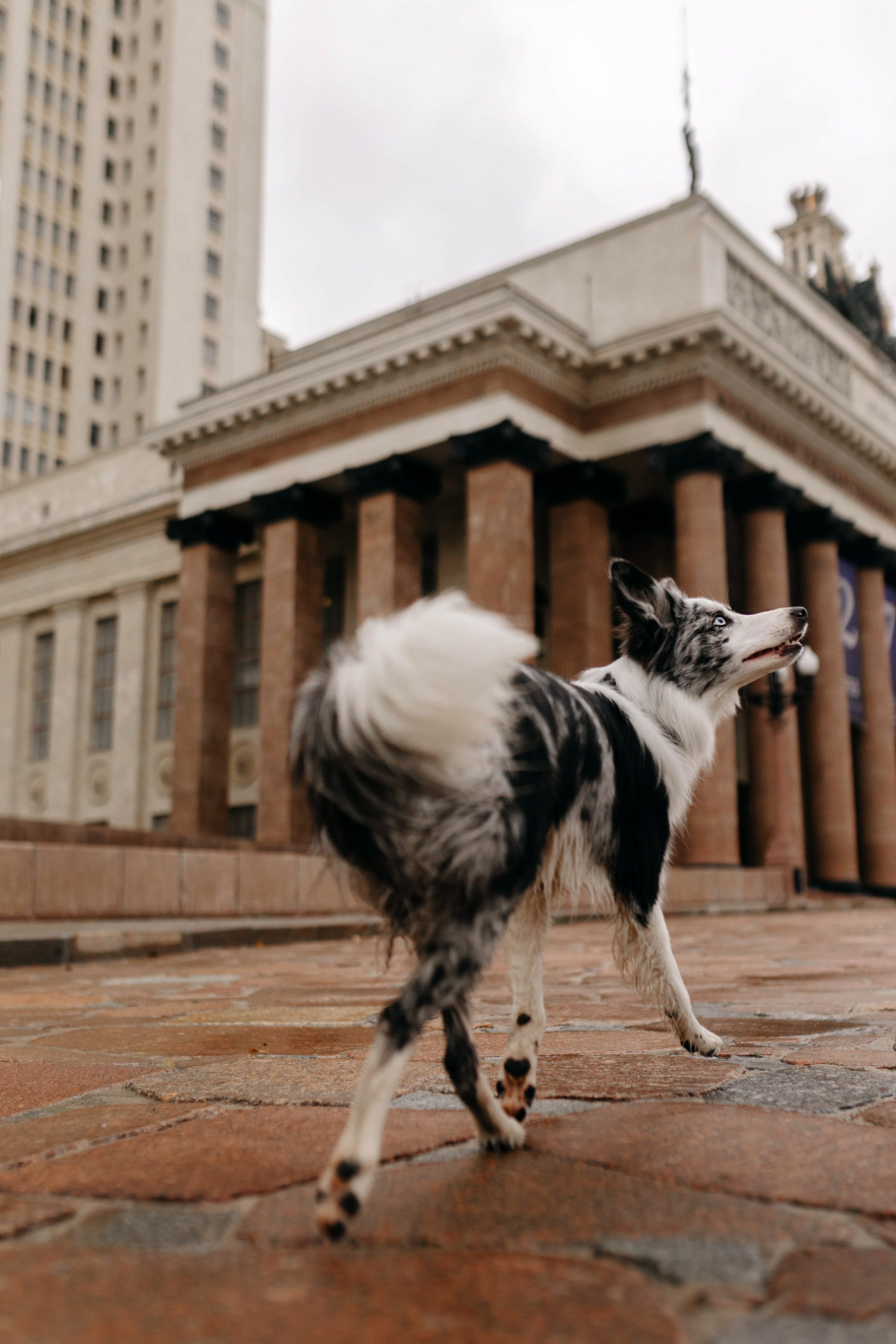 Москва / Настя и Рикотта. Фотограф Кузина Вера