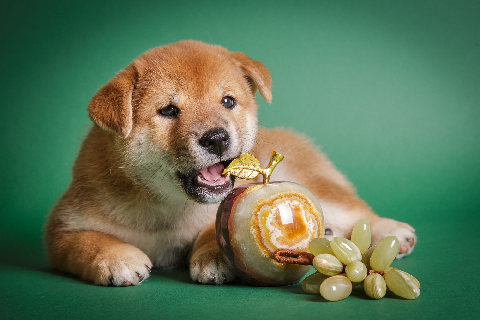 Фотосъёмки щенков. Фотограф-анималист Natalia Deingel | Фотосъемка собак в Москве