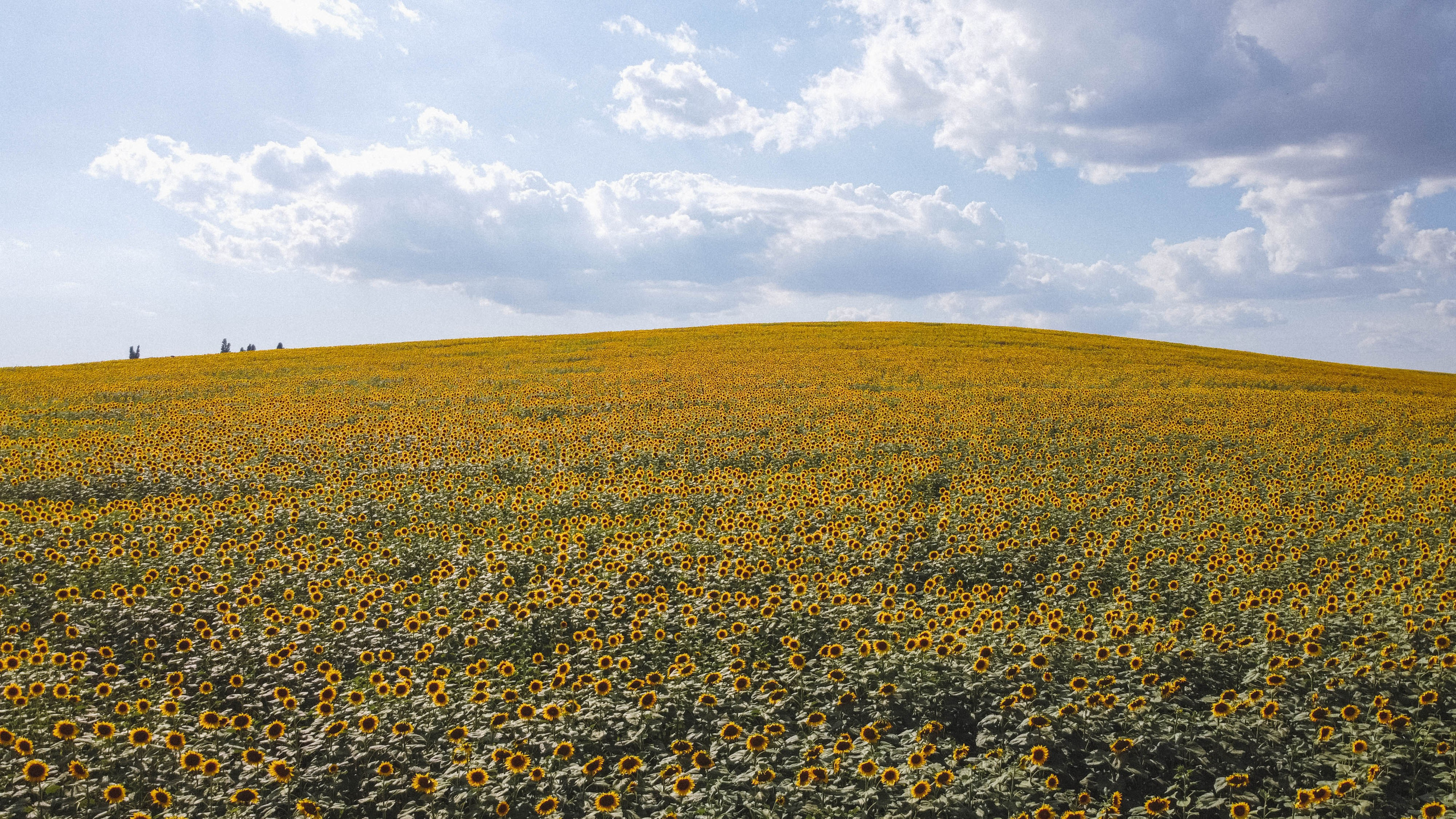 Nature. Артем Корнев Фотограф