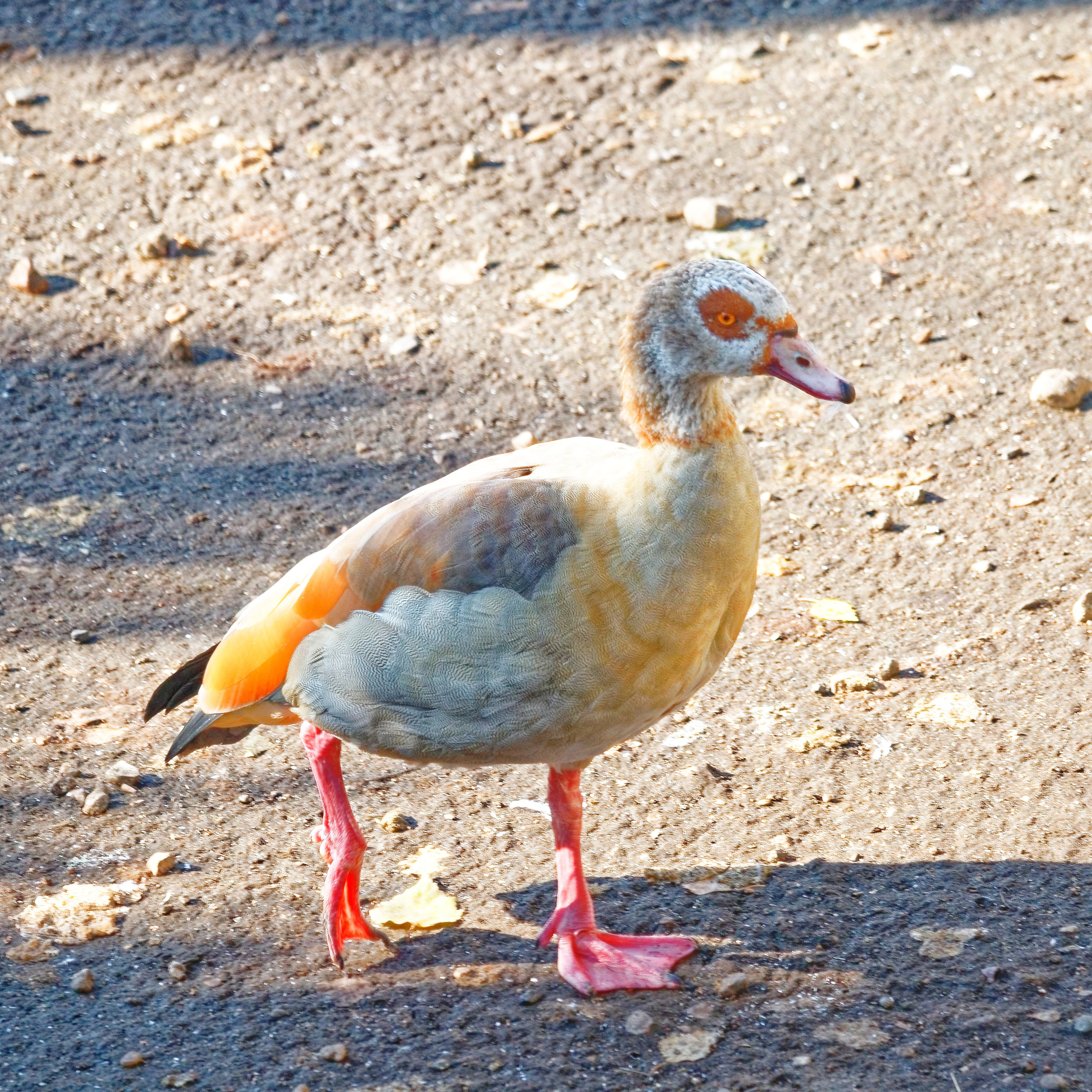 МОСКОВСКИЙ ЗООПАРК. Фотограф Владимир Роля