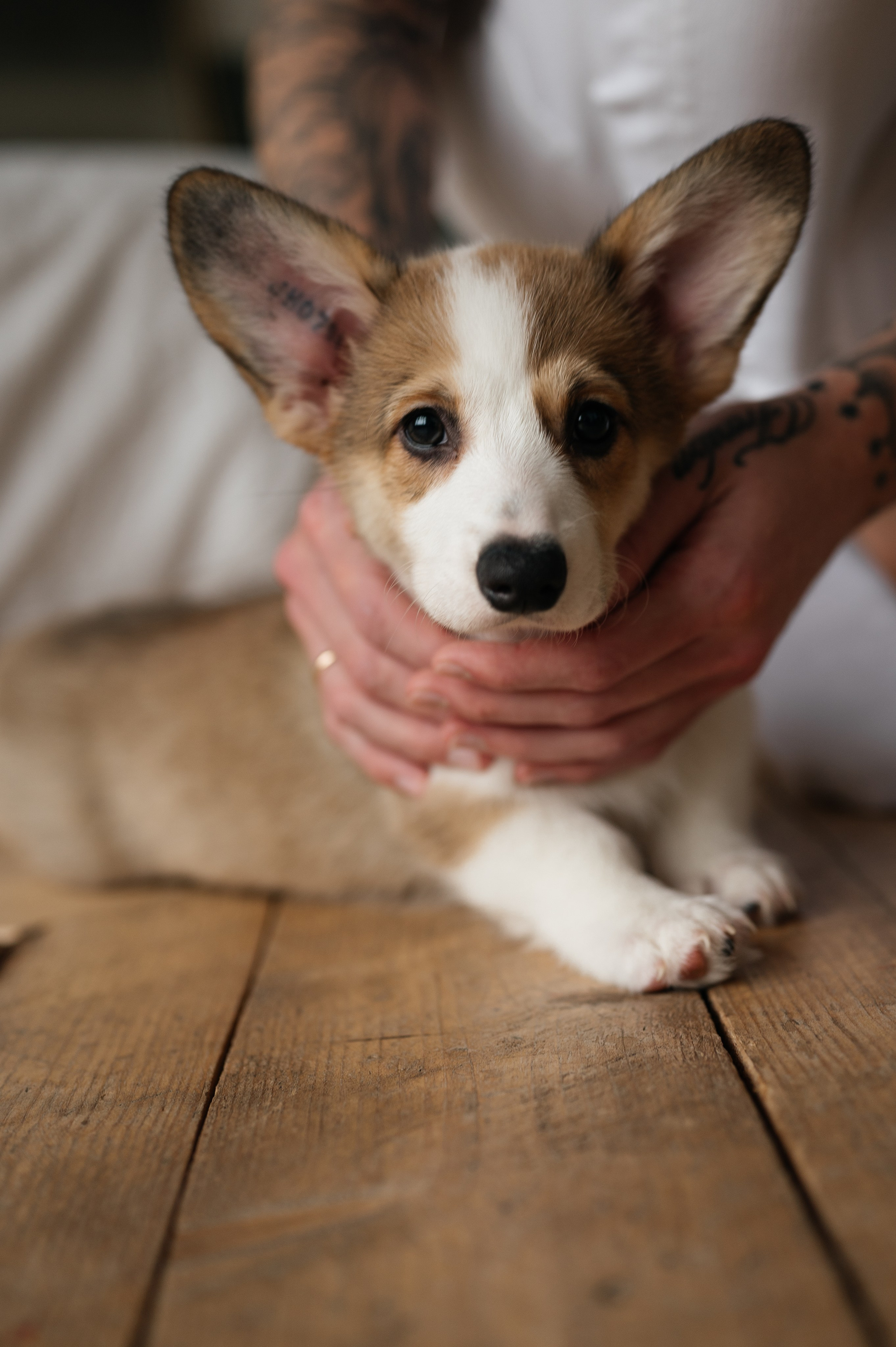 Миша, Маша и Боня. Свадебный и семейный фотограф в Краснодаре Алина Мельник