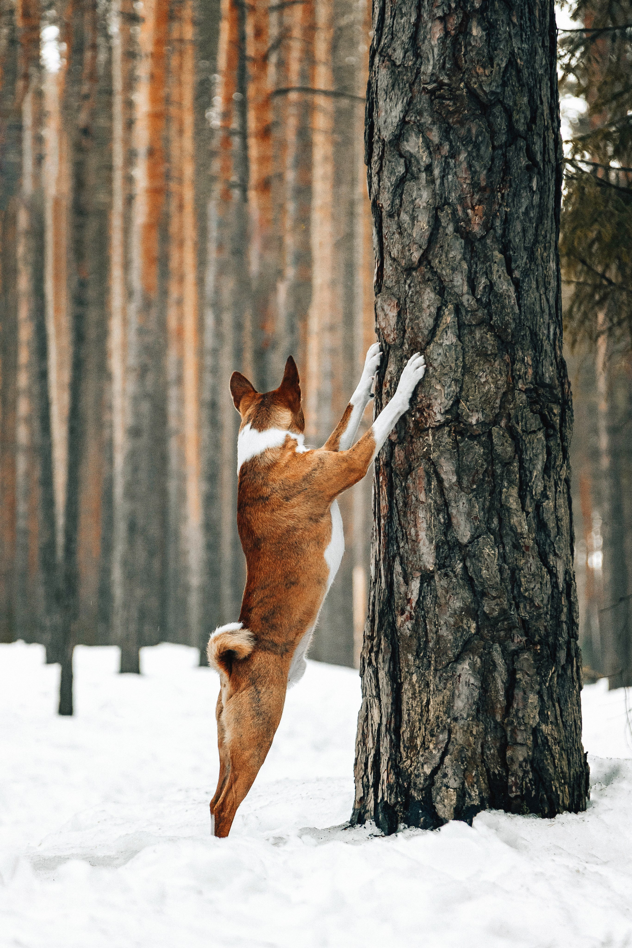 Басенджи Мэнни. Htykk_photo