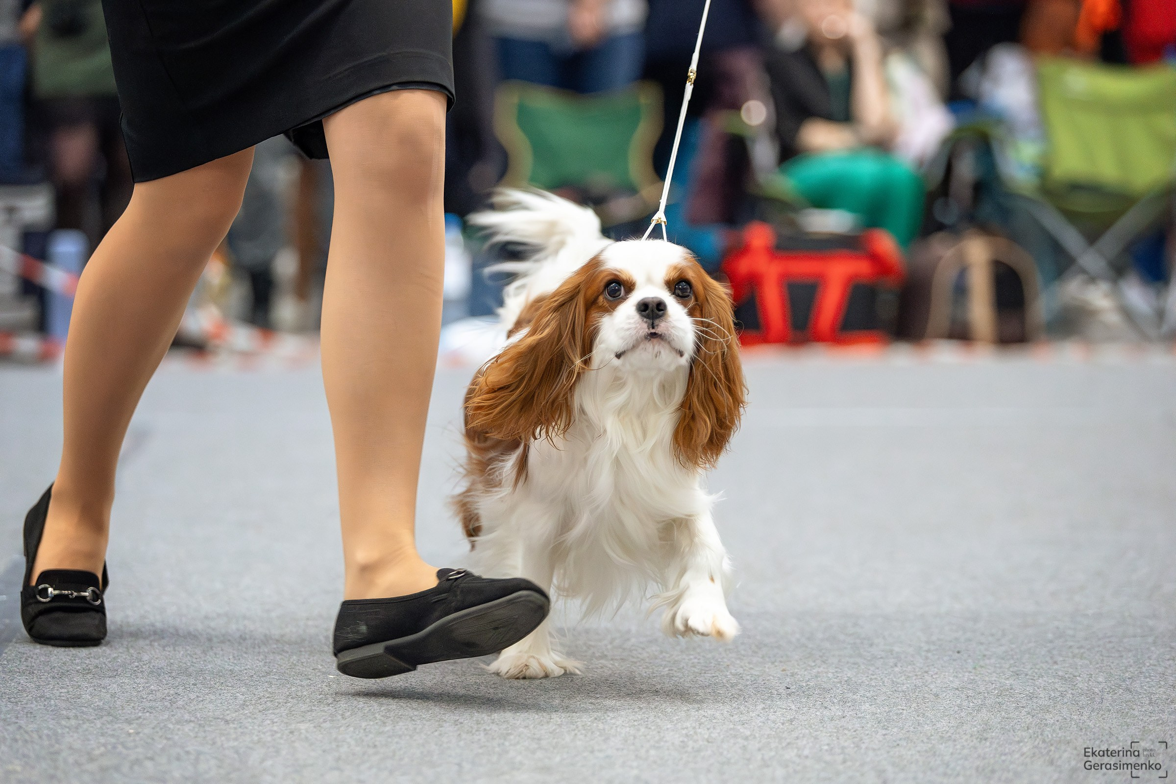 18 января 2025, Выставка РКФ, г. Пермь. Htykk_photo