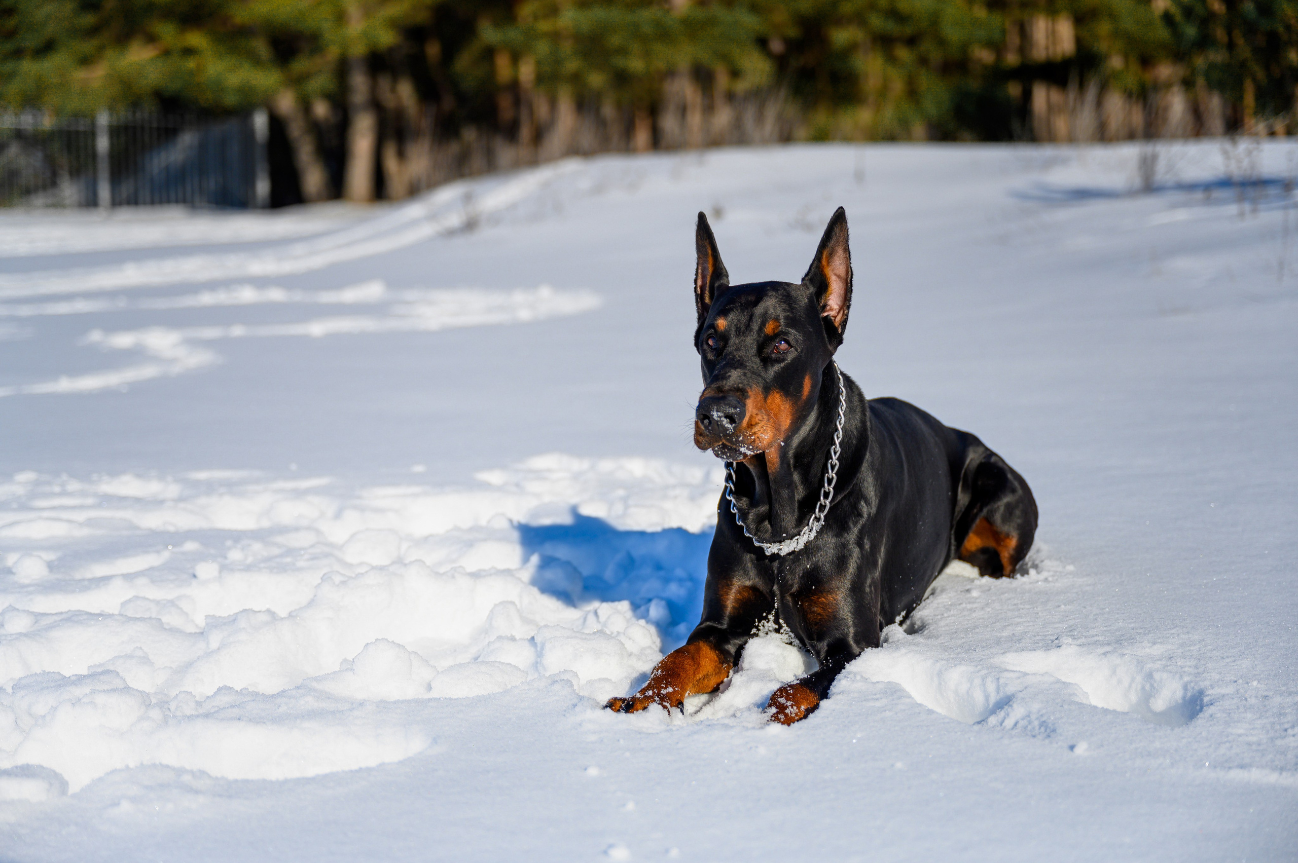 Доберман Рэн. Bazarkom-photo.ru Фотограф Виктор Оськин в Старом Осколе