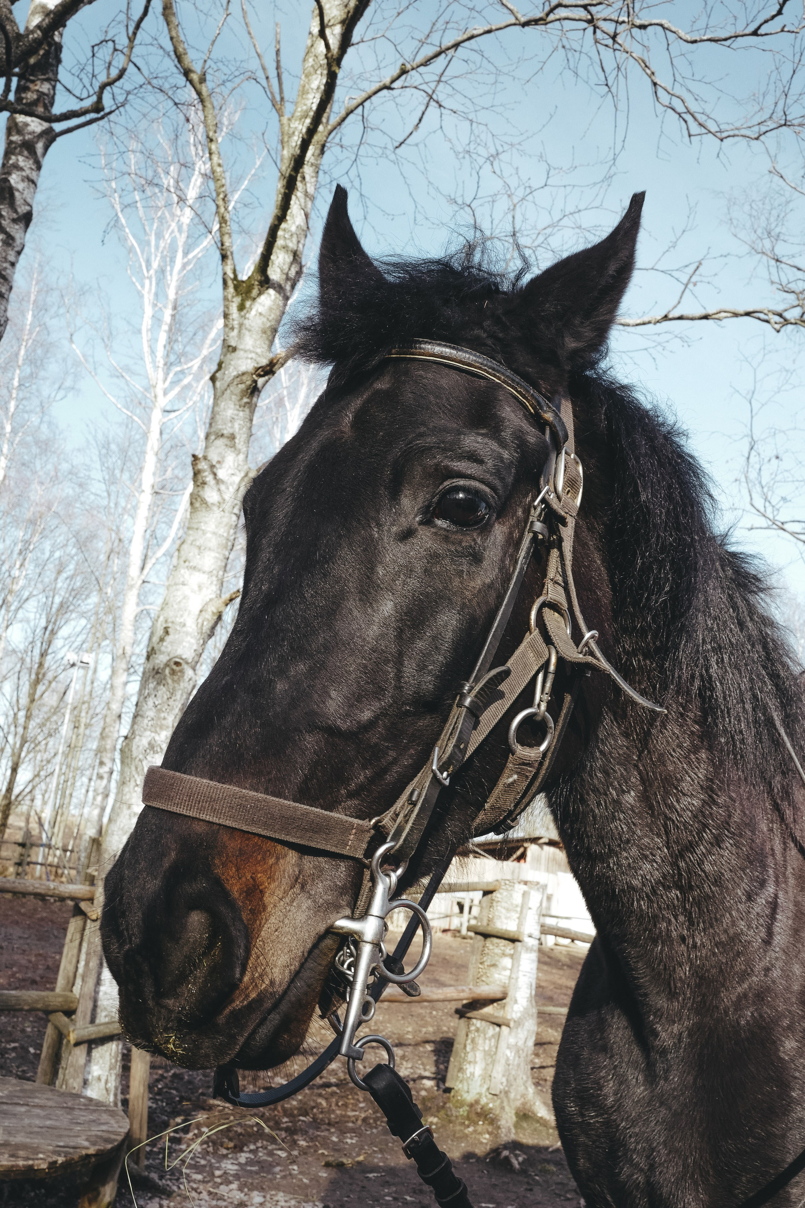 Vitoslavici/Novgorod. <3