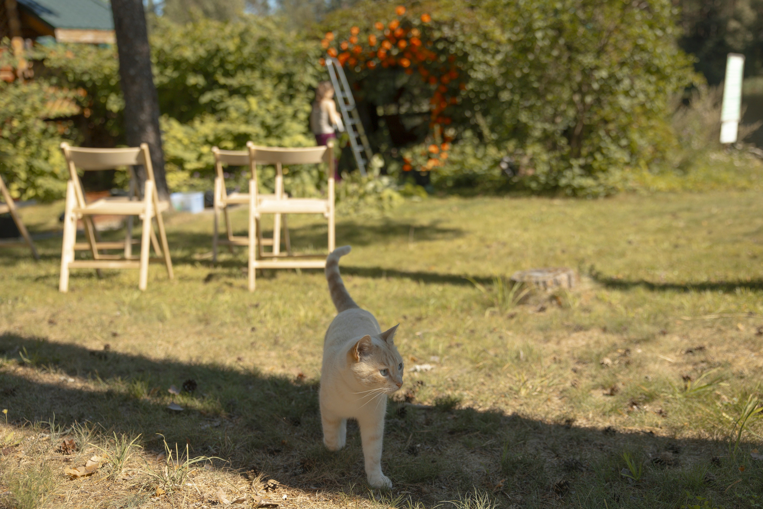 Mamma Mia! (Игорь & Катя). Wed Photographers 📷 Saint Petersburg