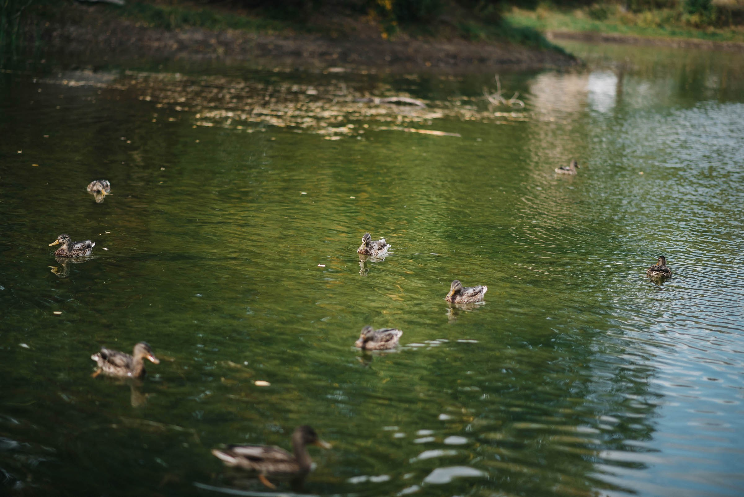 Артем&Мария. Семейный и свадебный фотограф Алёна Морозова Коломна