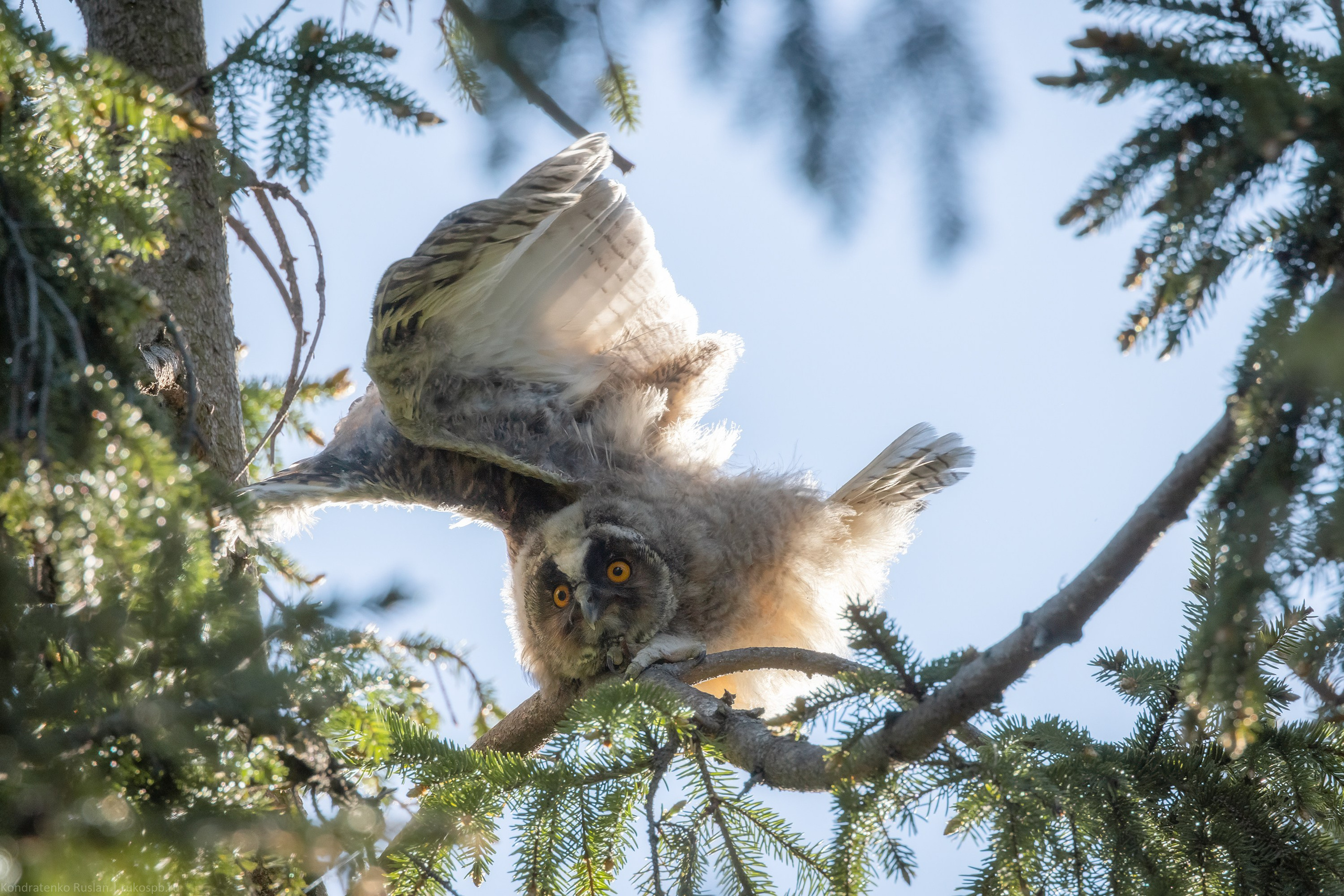 Ушастая сова. Архитектурный и пейзажный фотограф Кондратенко Руслан, Санкт-Петербург