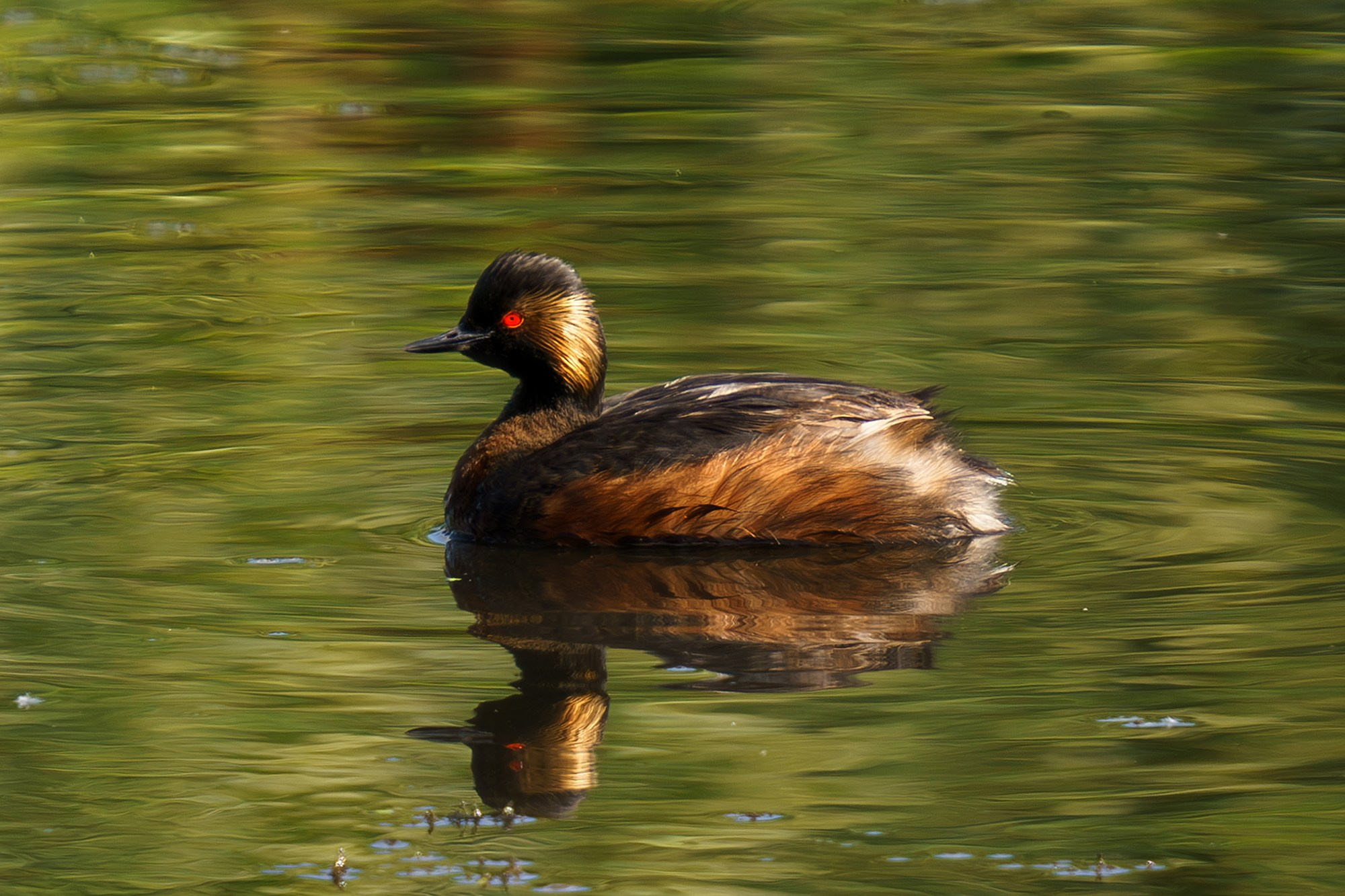 Удивительные мир птиц. Вокруг нас столько прекрасного — присмотритесь!. Ваш личный фотограф Марина Волкова