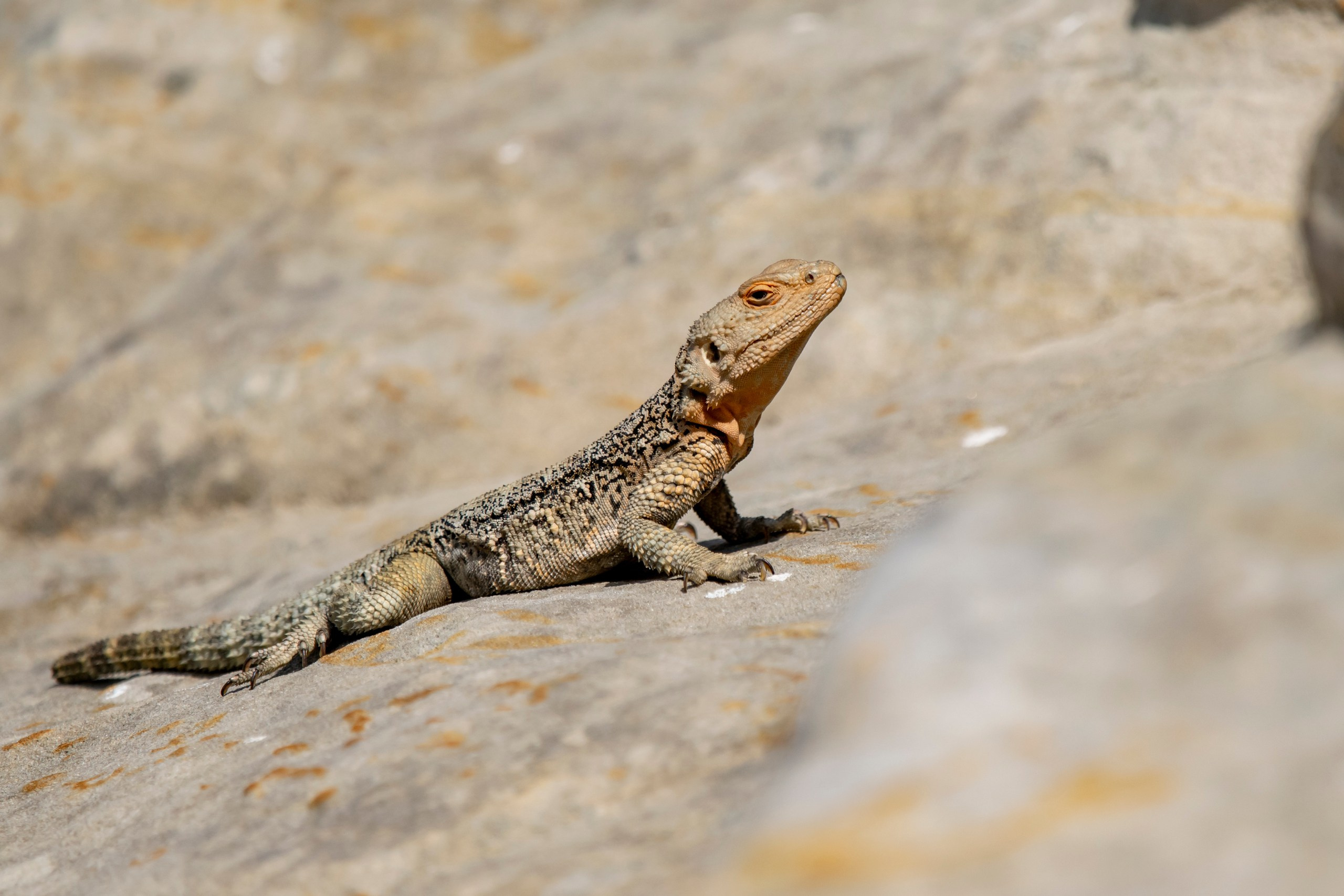 Природа Дагестана, сентябрь 2024. Foto-Zuev фотография как искусство