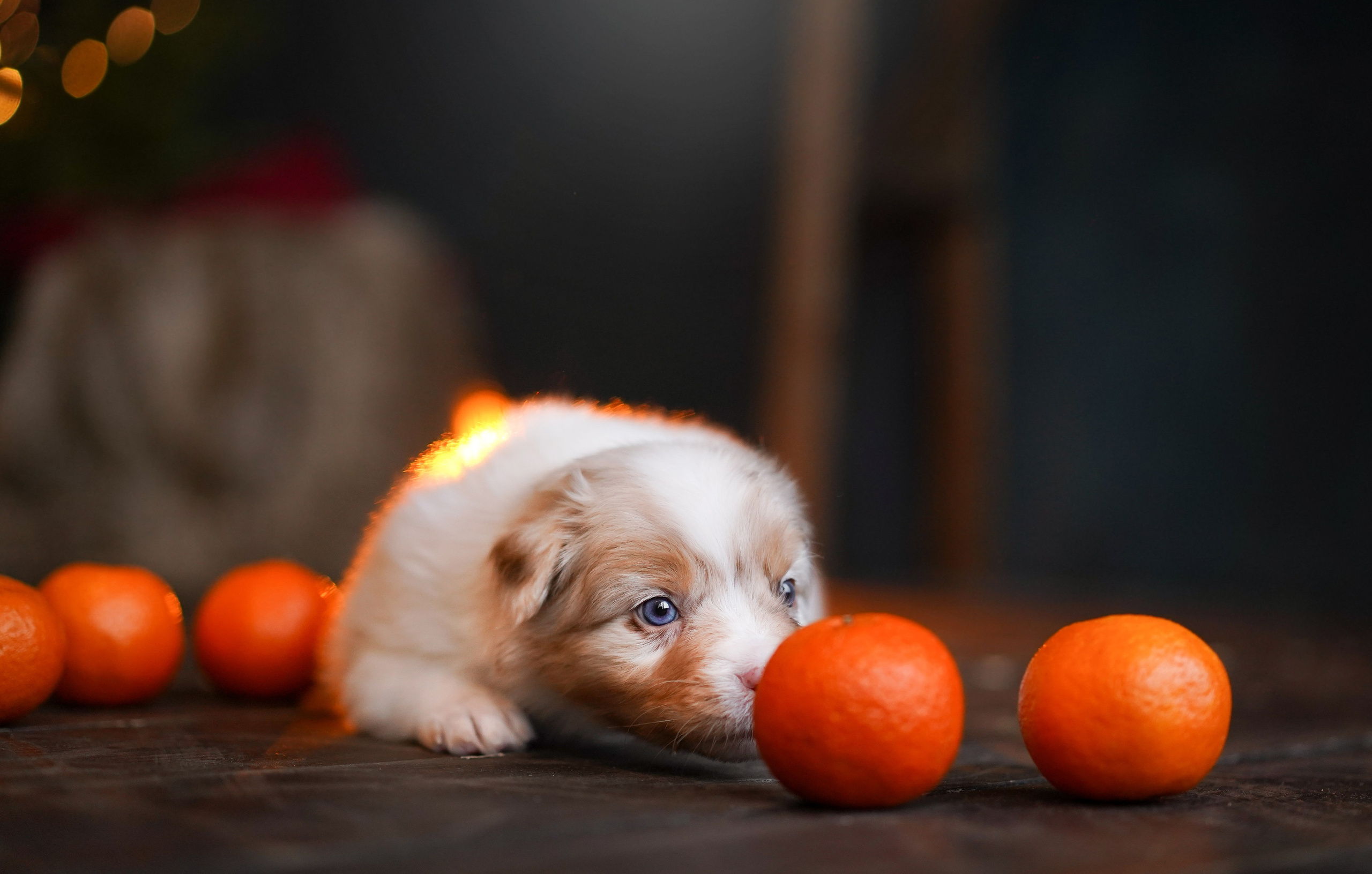 Щенки австралийской овчарки. Фотограф-анималист в Санкт-Петербурге Яна Мартынова