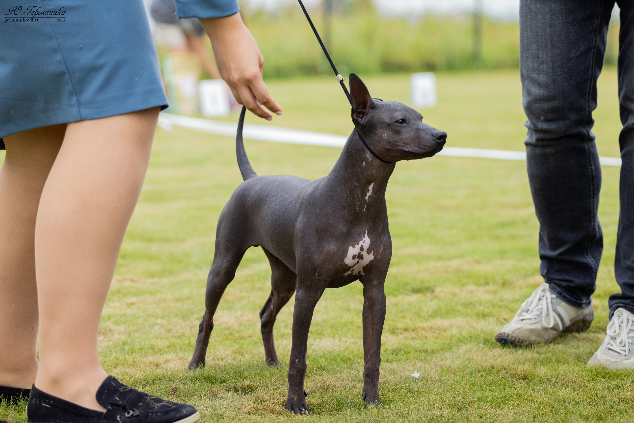 Ярославль 21.07.24 и Балашиха 13.07.24. Фотограф-анималист Юлия Германика